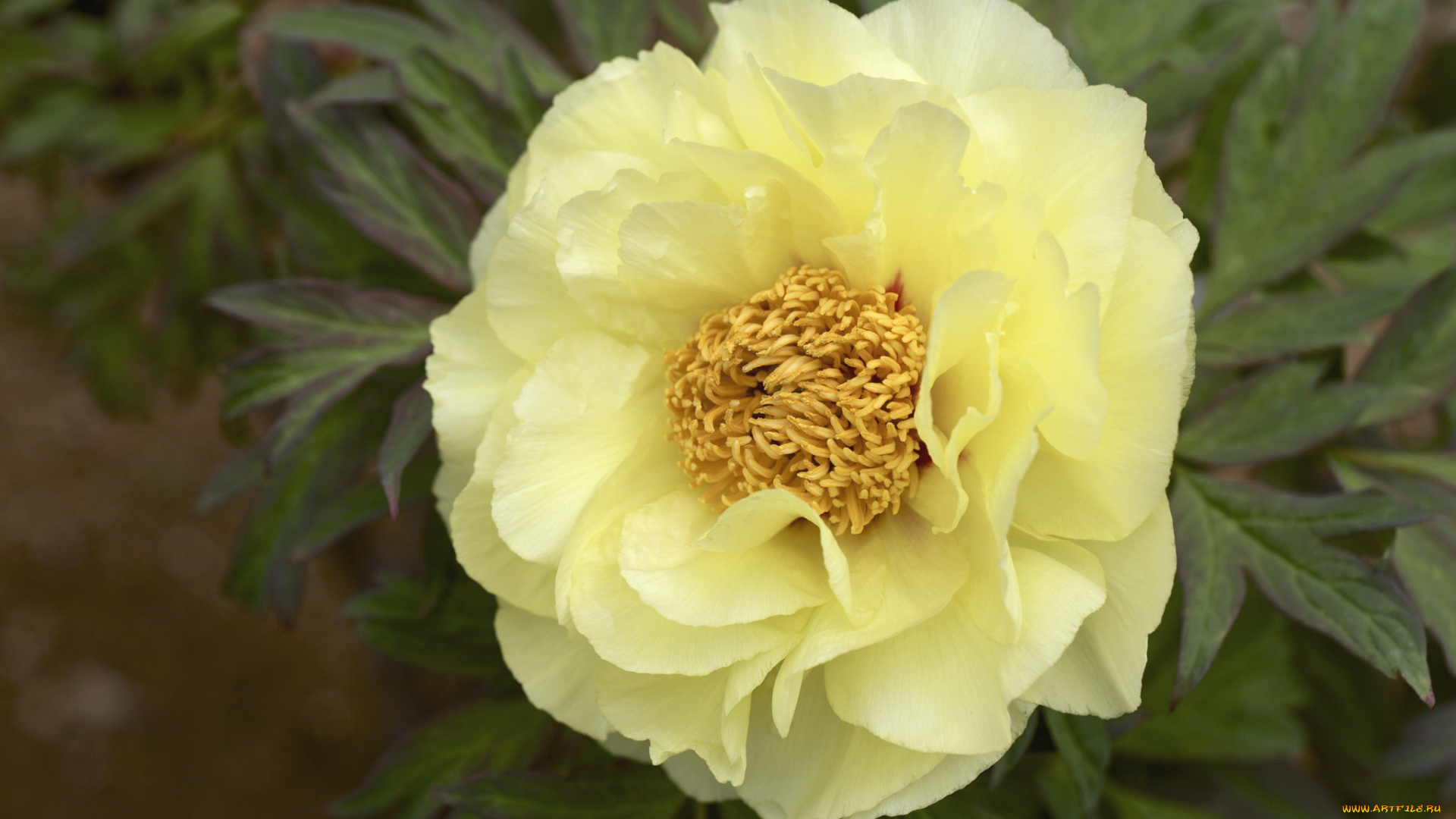 цветы, пионы, макро