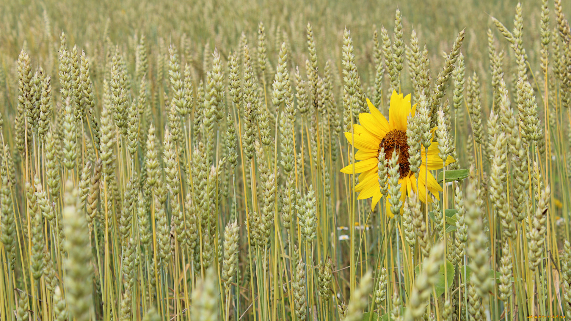 цветы, подсолнухи, колосья