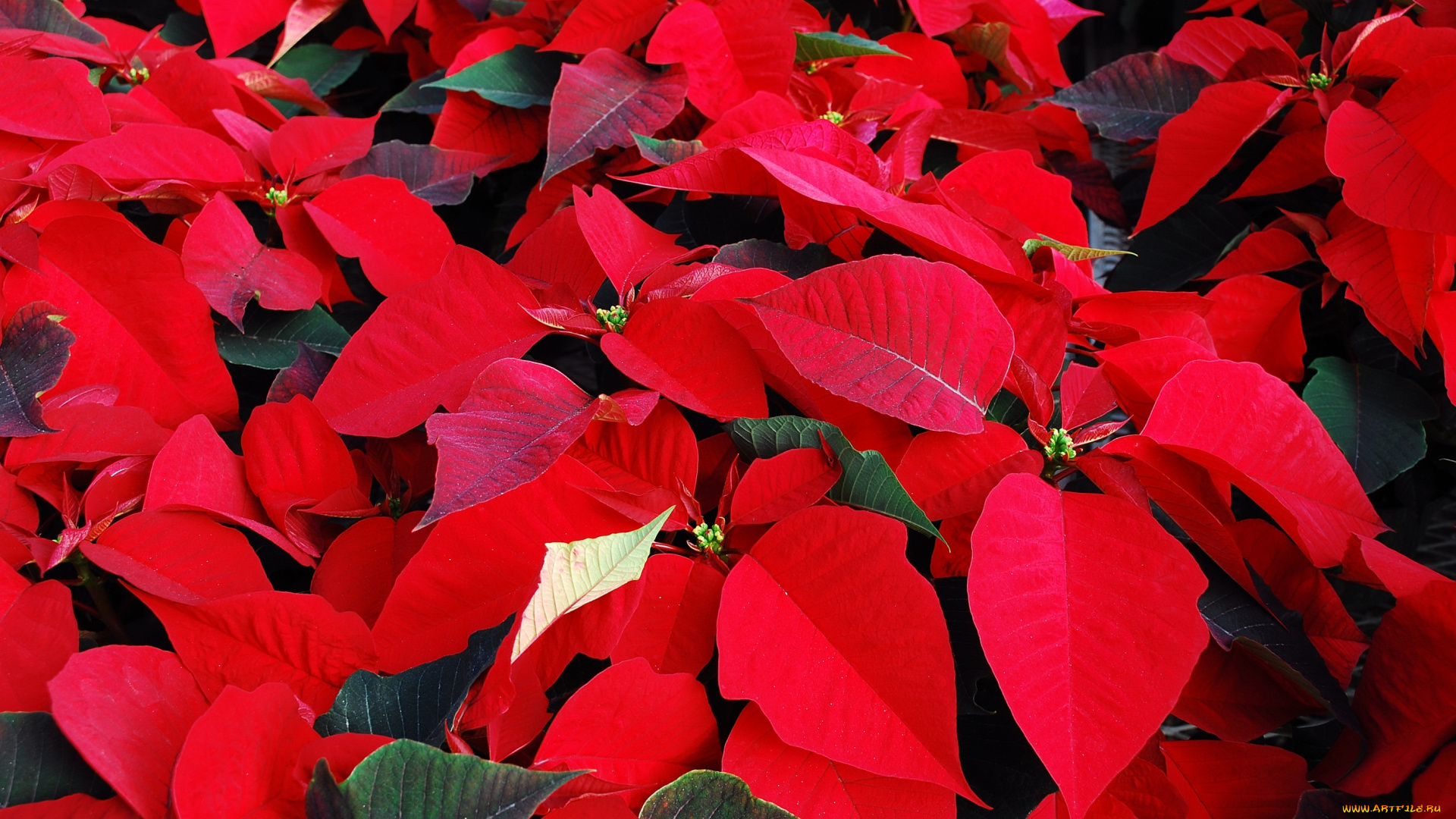 цветы, пуансеттия, красный