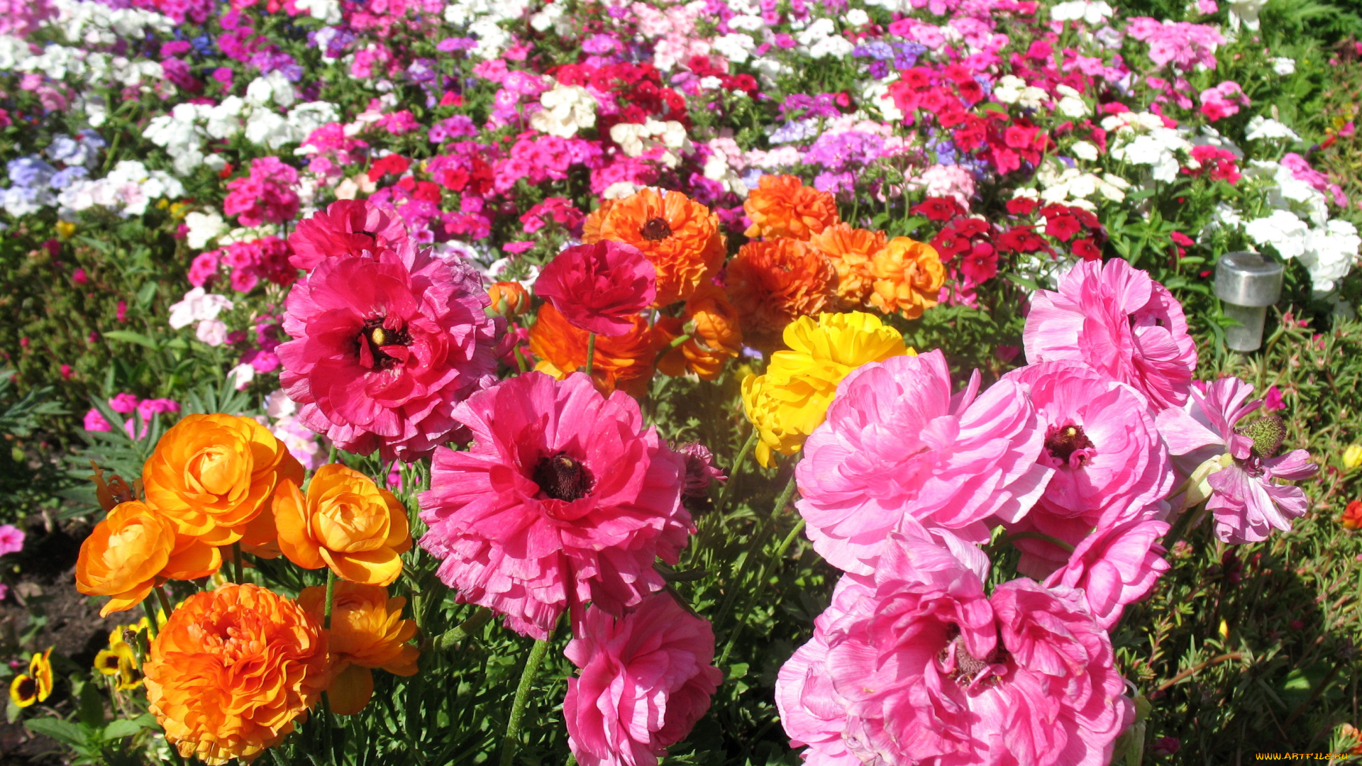 цветы, ранункулюс, , азиатский, лютик, много, ранункулюс