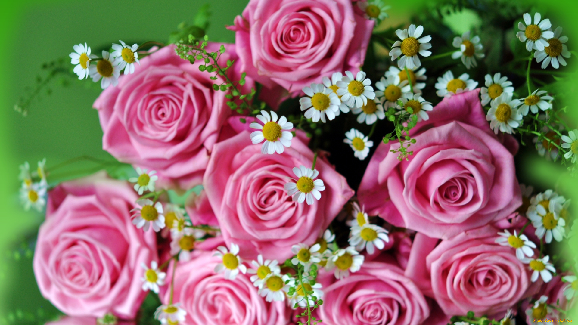 цветы, разные, вместе, ромашки, розы