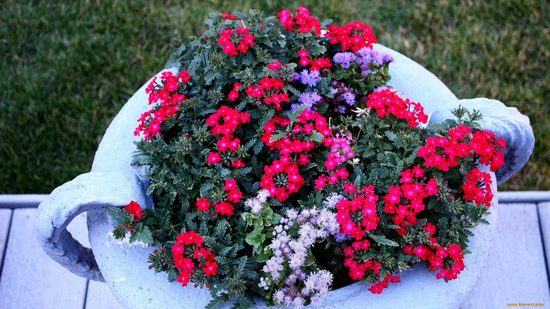 цветы, разные, вместе, вазон, красная, вербена