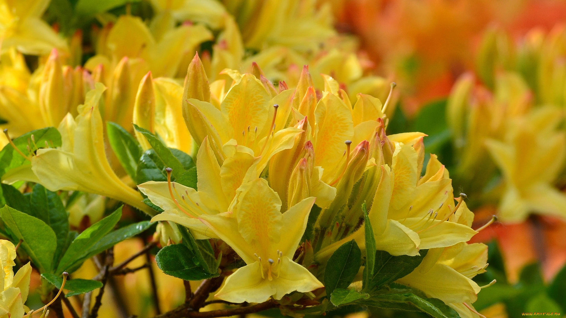 цветы, рододендроны, , азалии, листья, ветка, азалия