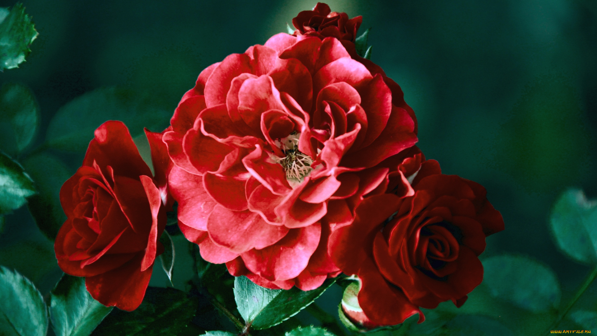 цветы, розы, бордо