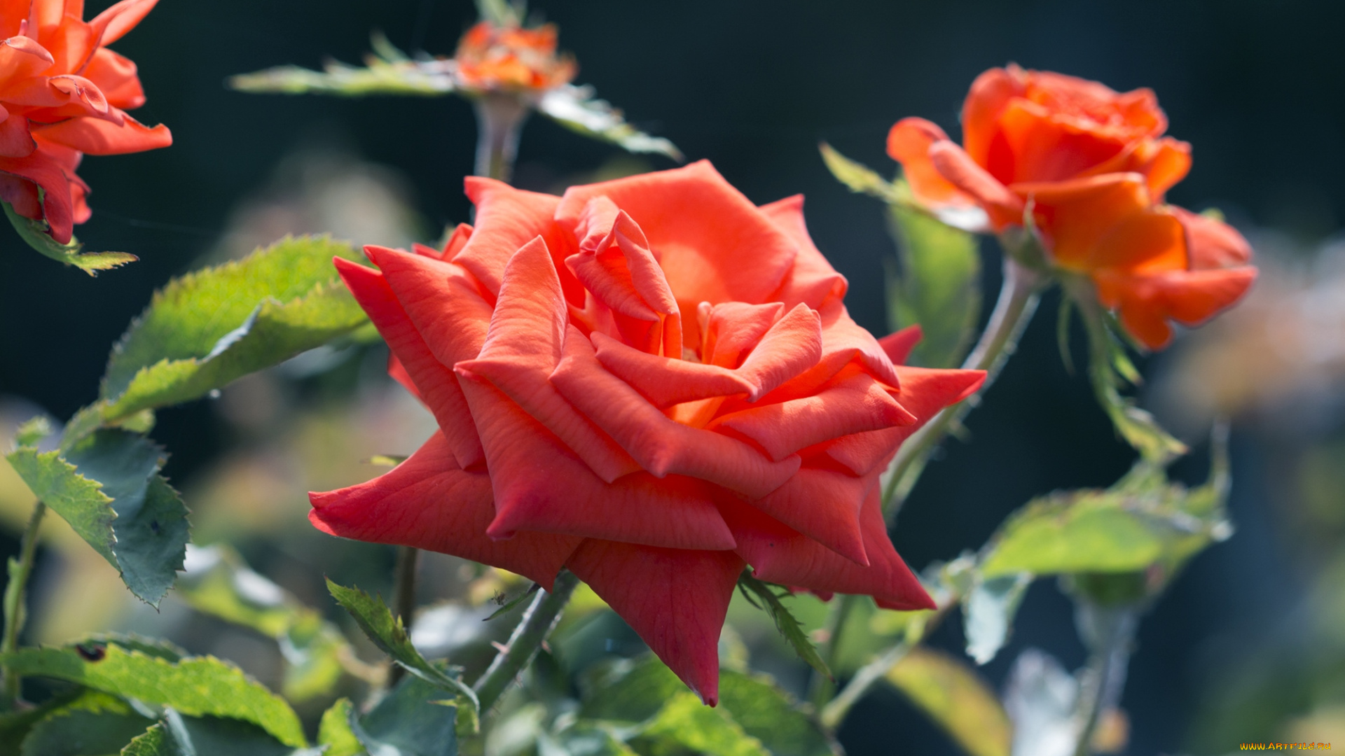 цветы, розы, куст