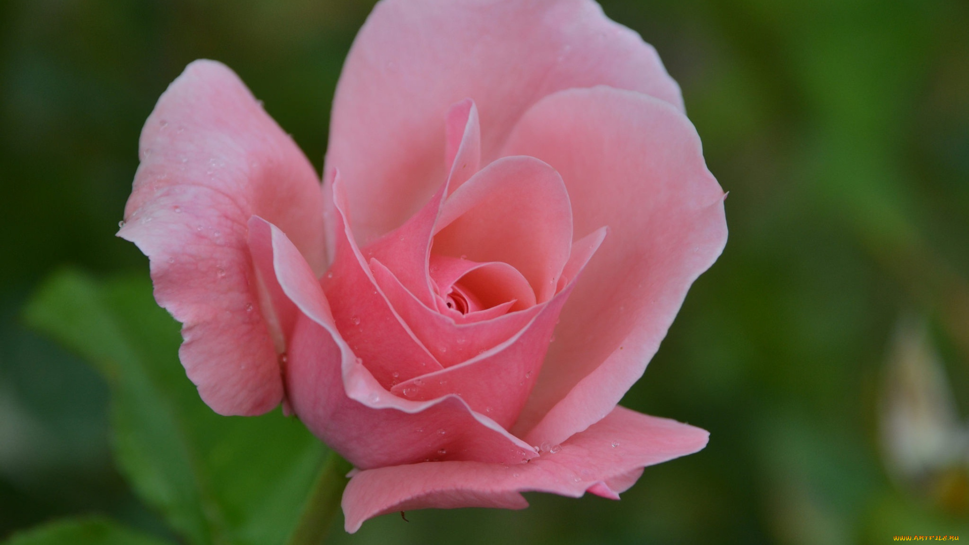 цветы, розы, макро, розовый