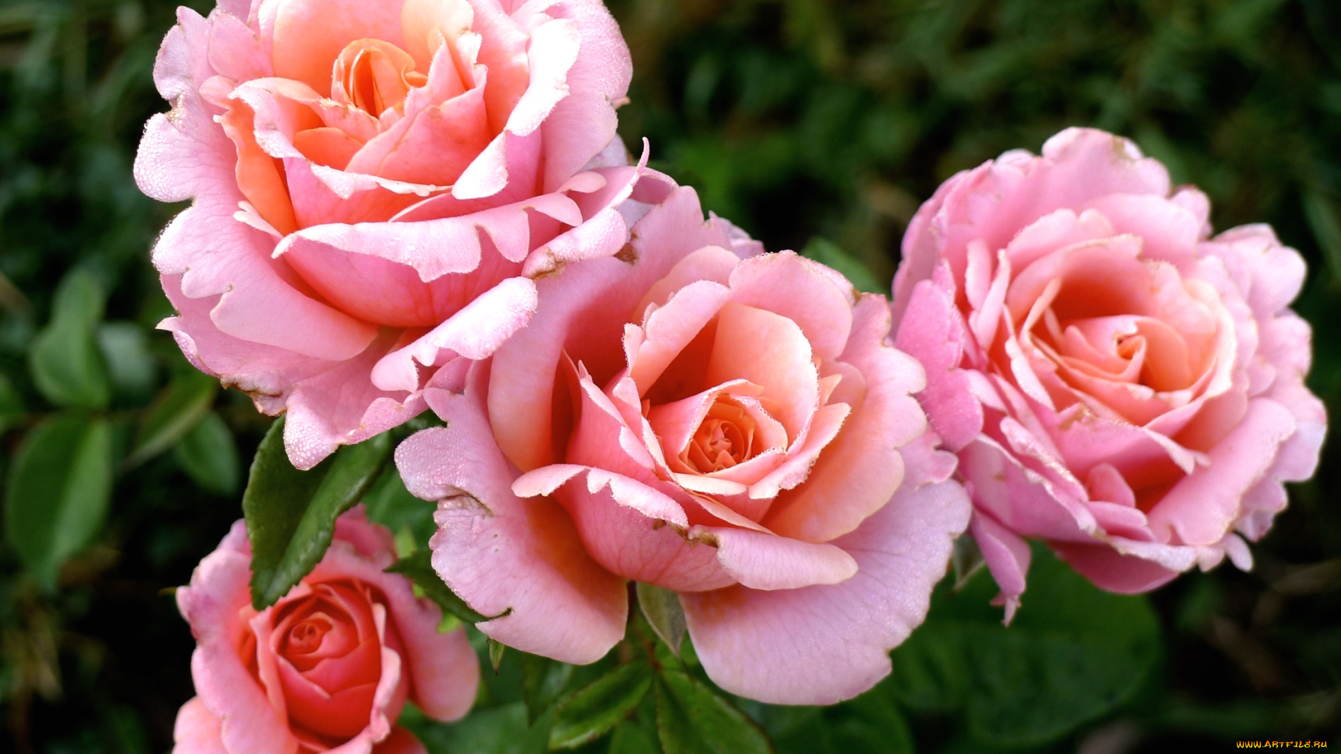 цветы, розы, розовый