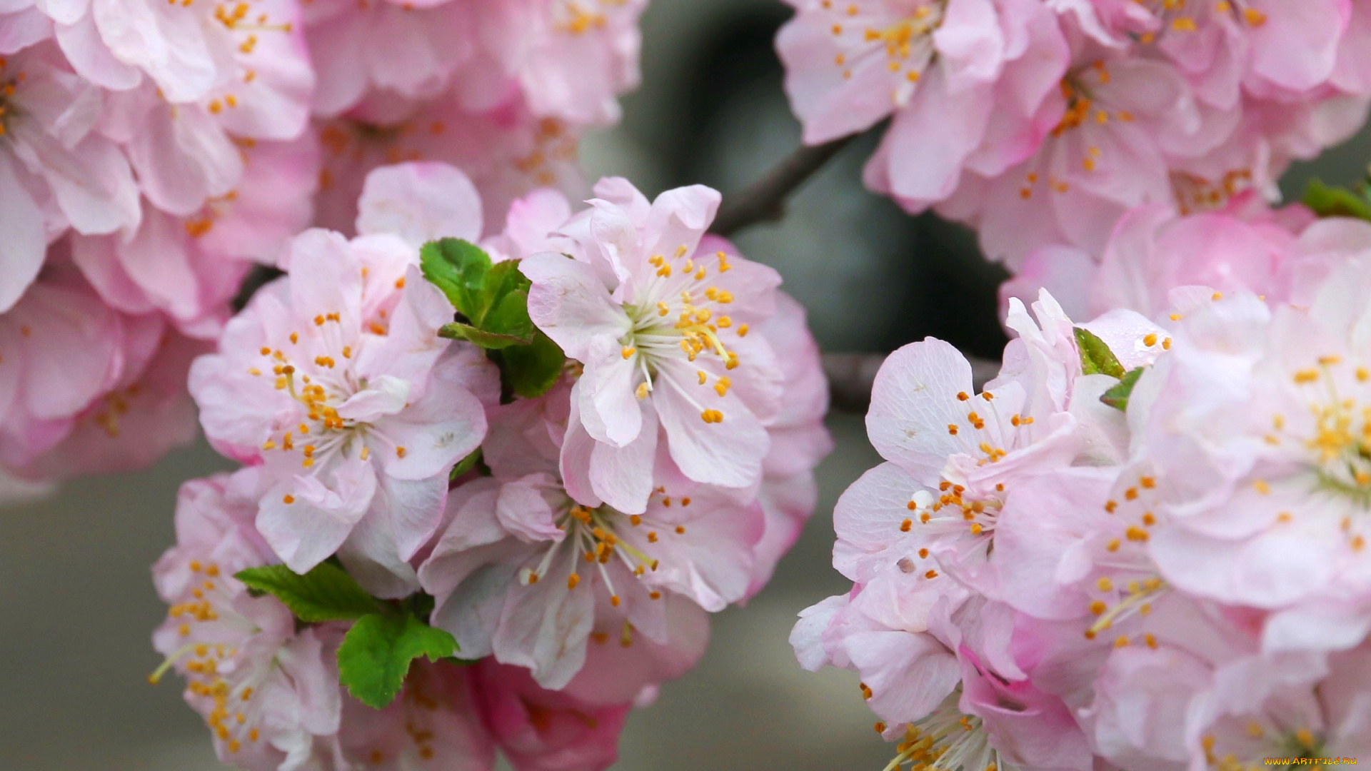 цветы, сакура, , вишня, розовый