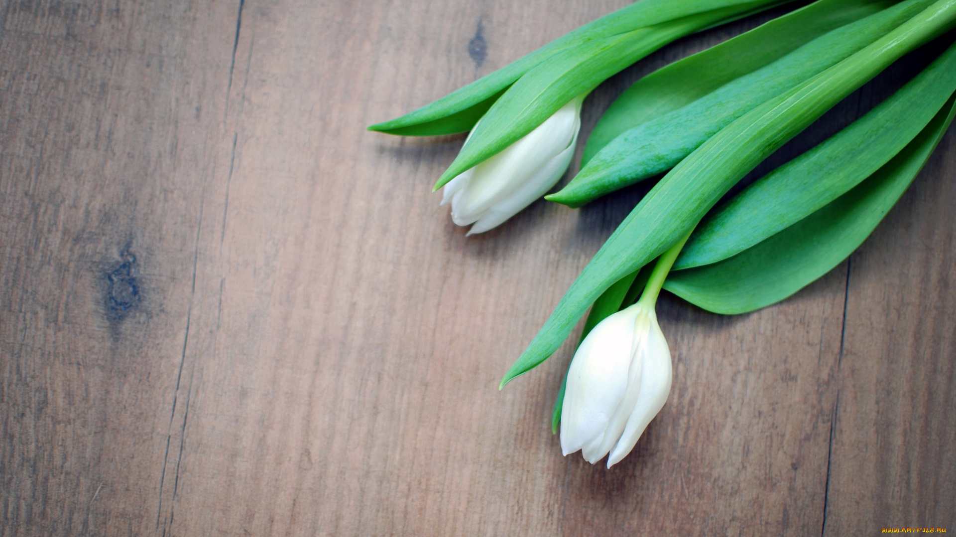 цветы, тюльпаны, белый