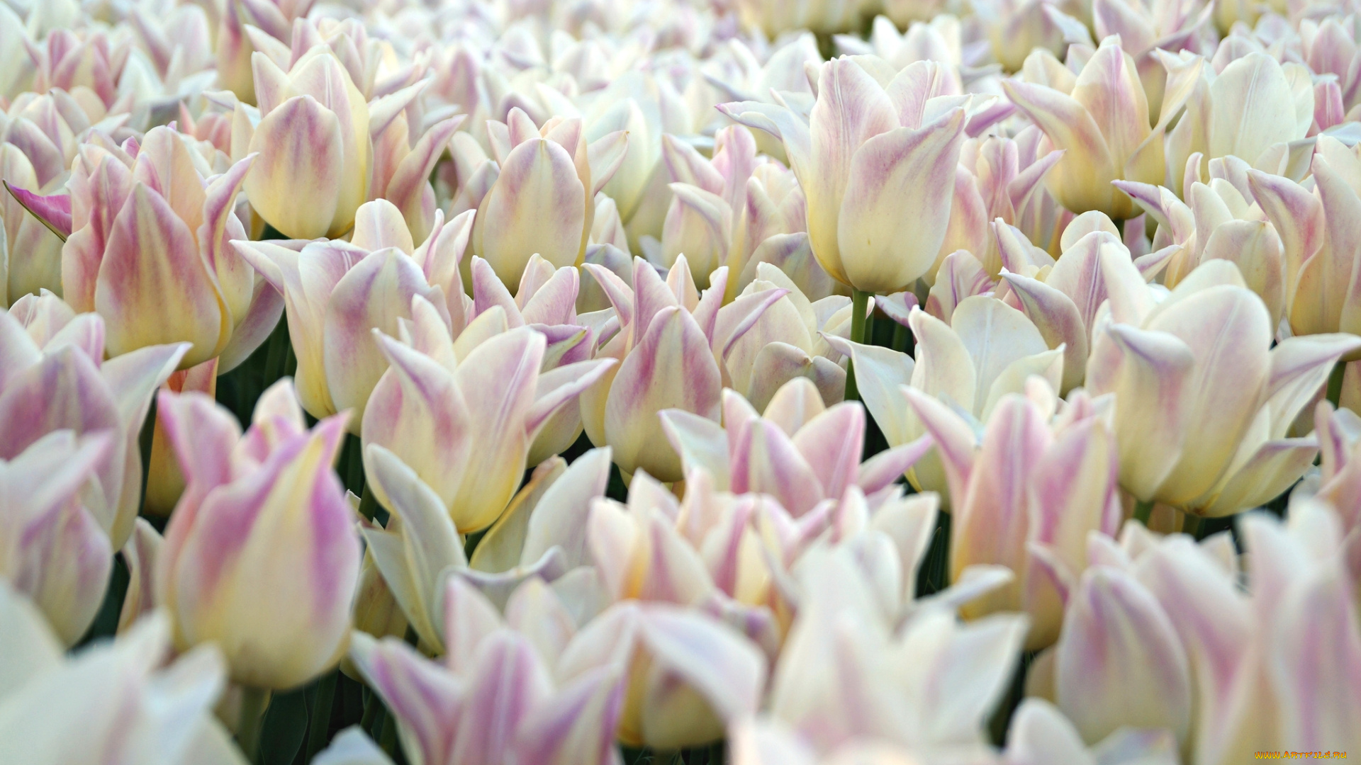 цветы, тюльпаны, море