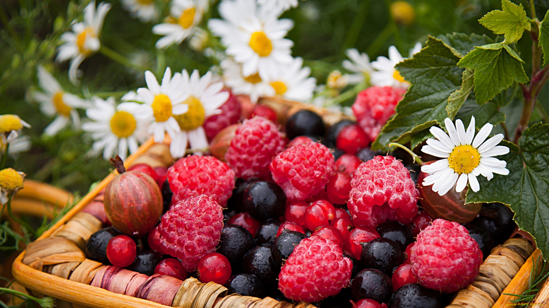 еда, фрукты, , ягоды, смородина, крыжовник, малина, клубника, ромашки