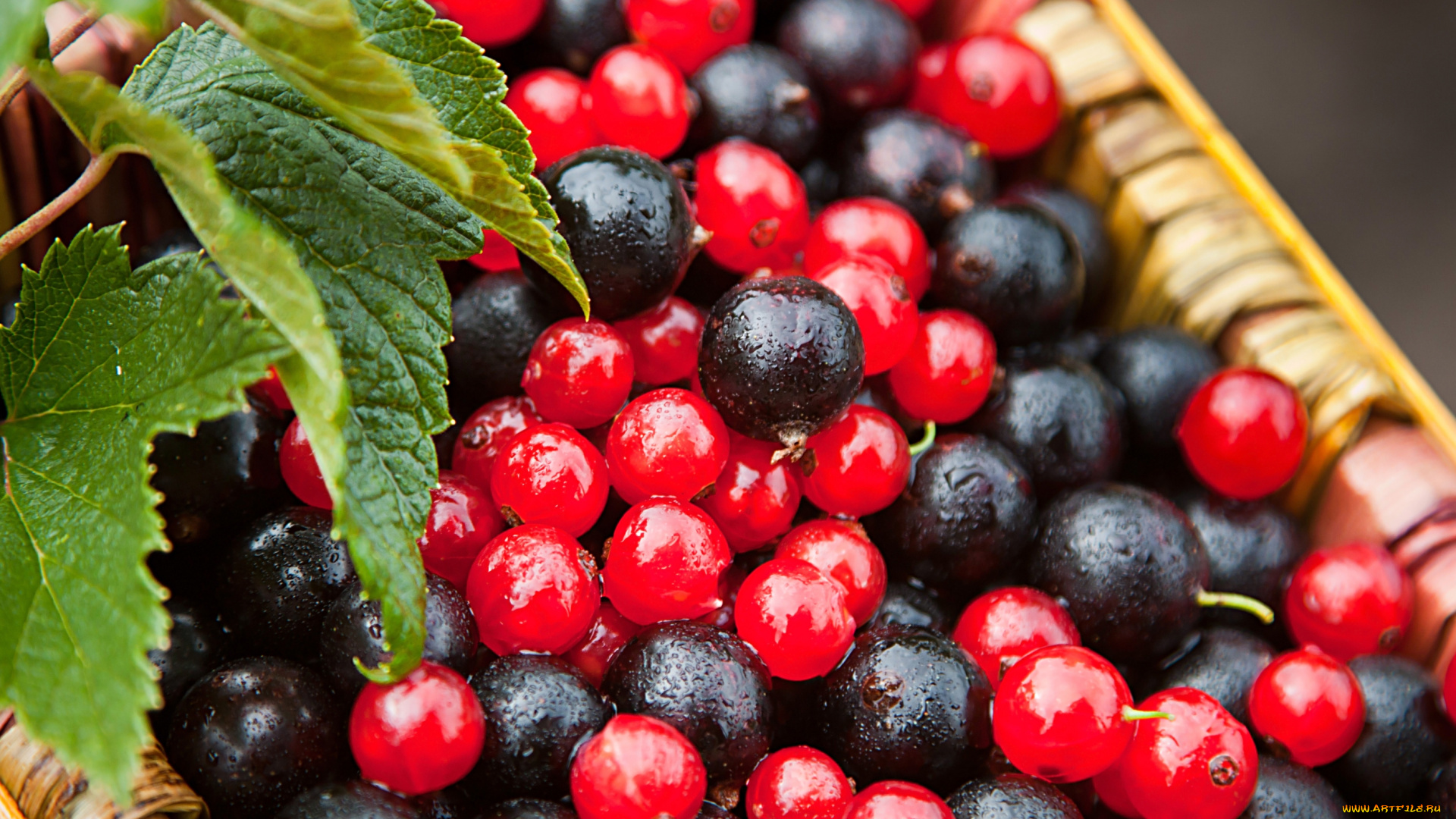 еда, смородина, ягоды