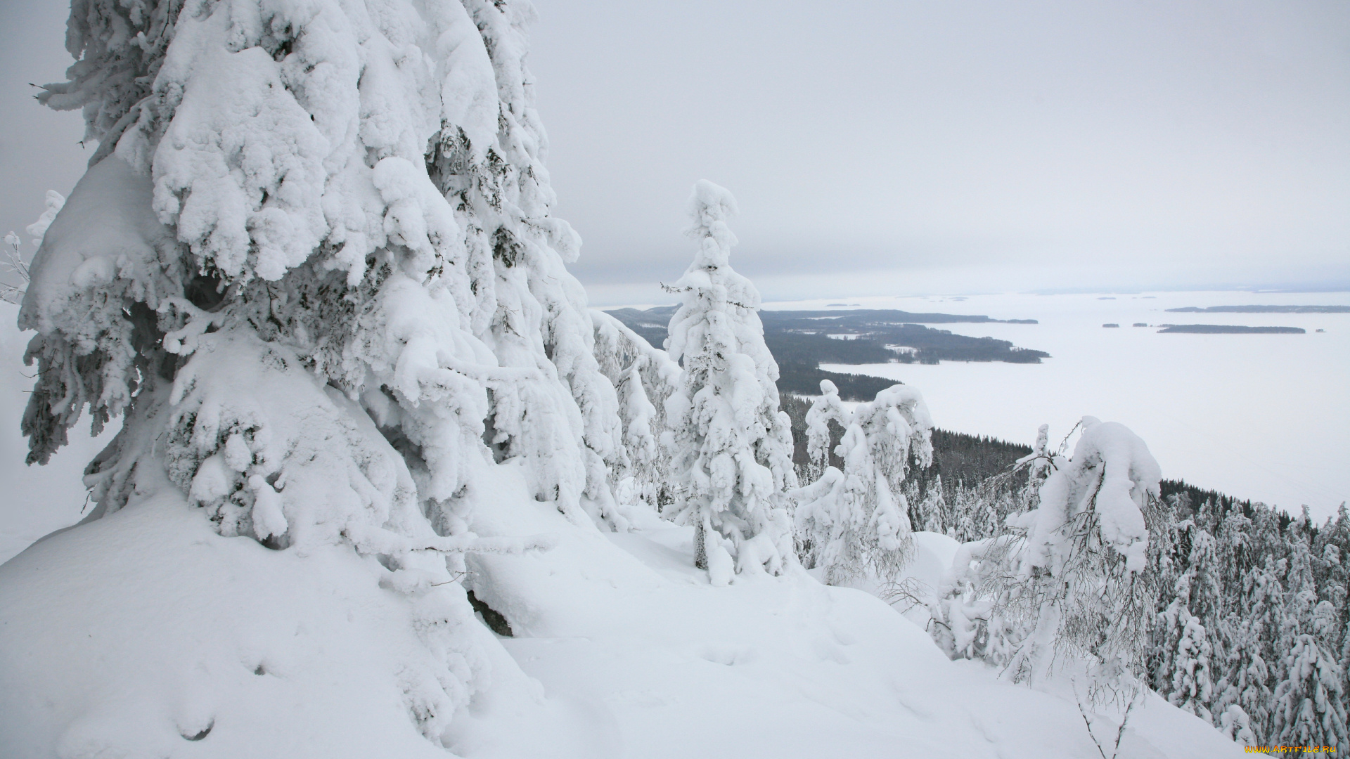 природа, зима, снег, дерево