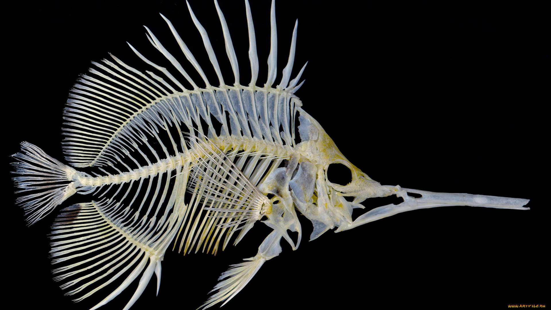 разное, кости, , рентген, скилет