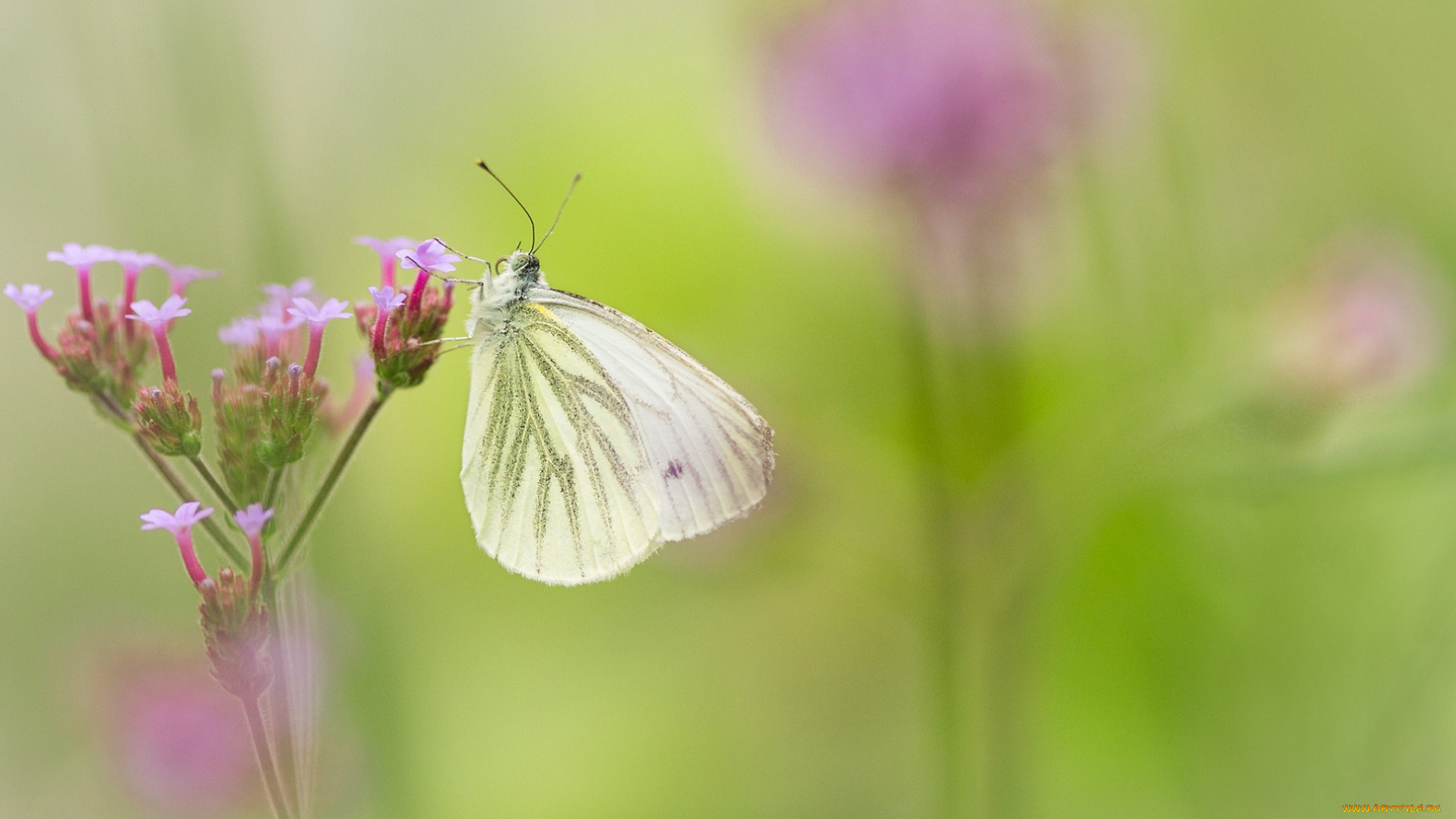 животные, бабочки, фон, цветы, бабочка