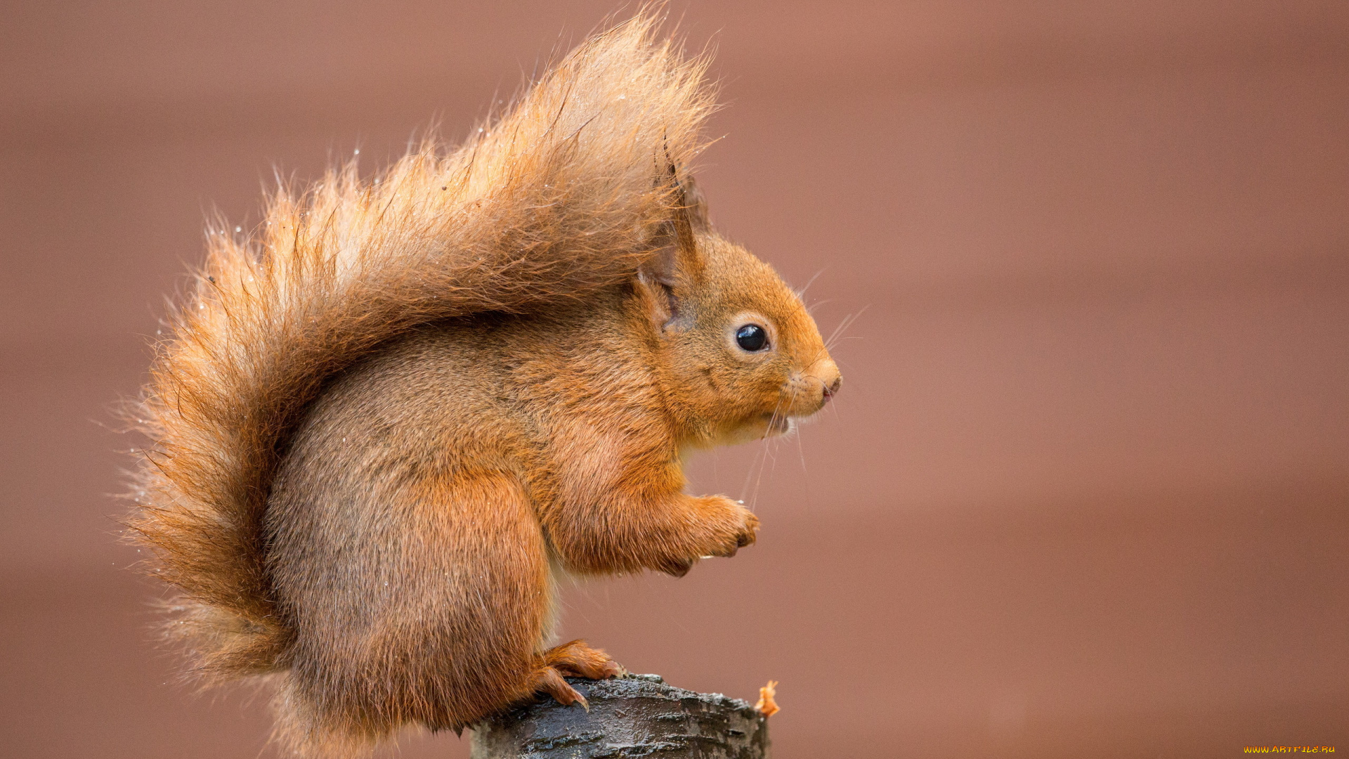 животные, белки, фон, рыжая, белка, пень