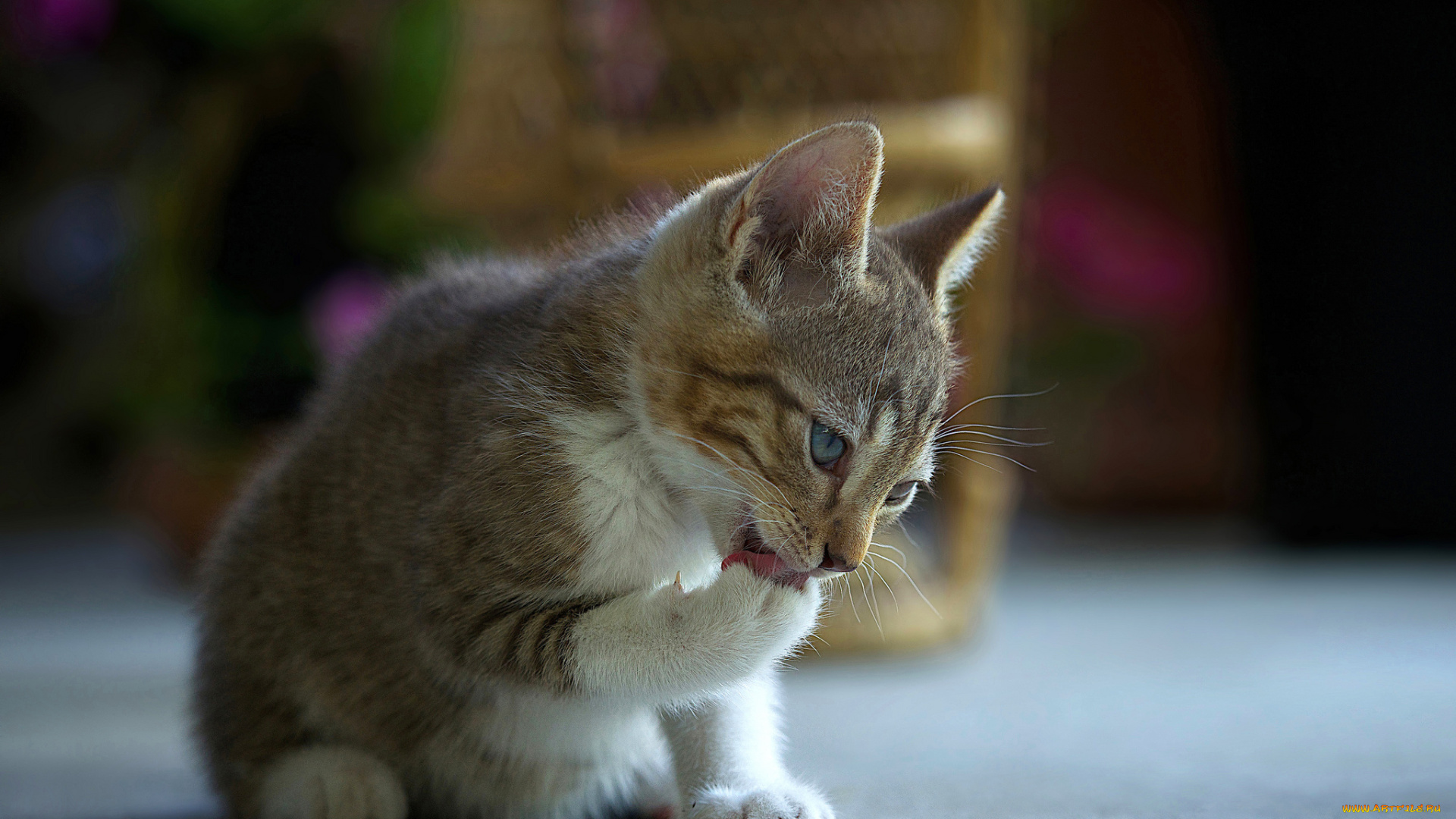 животные, коты, котенок