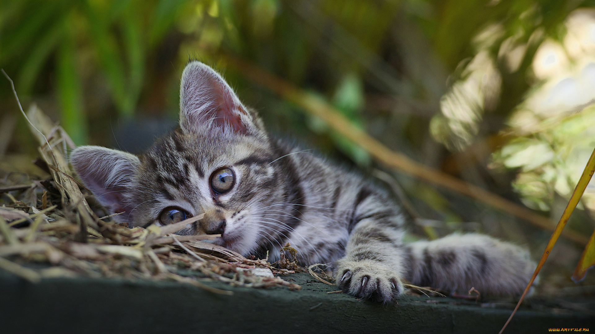 животные, коты, котенок