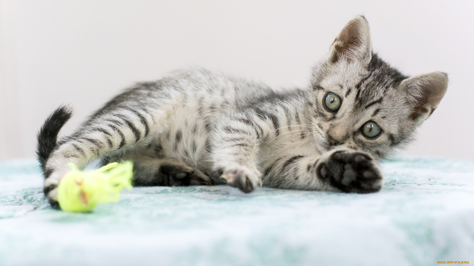 животные, коты, котенок, игра, лапки, малыш