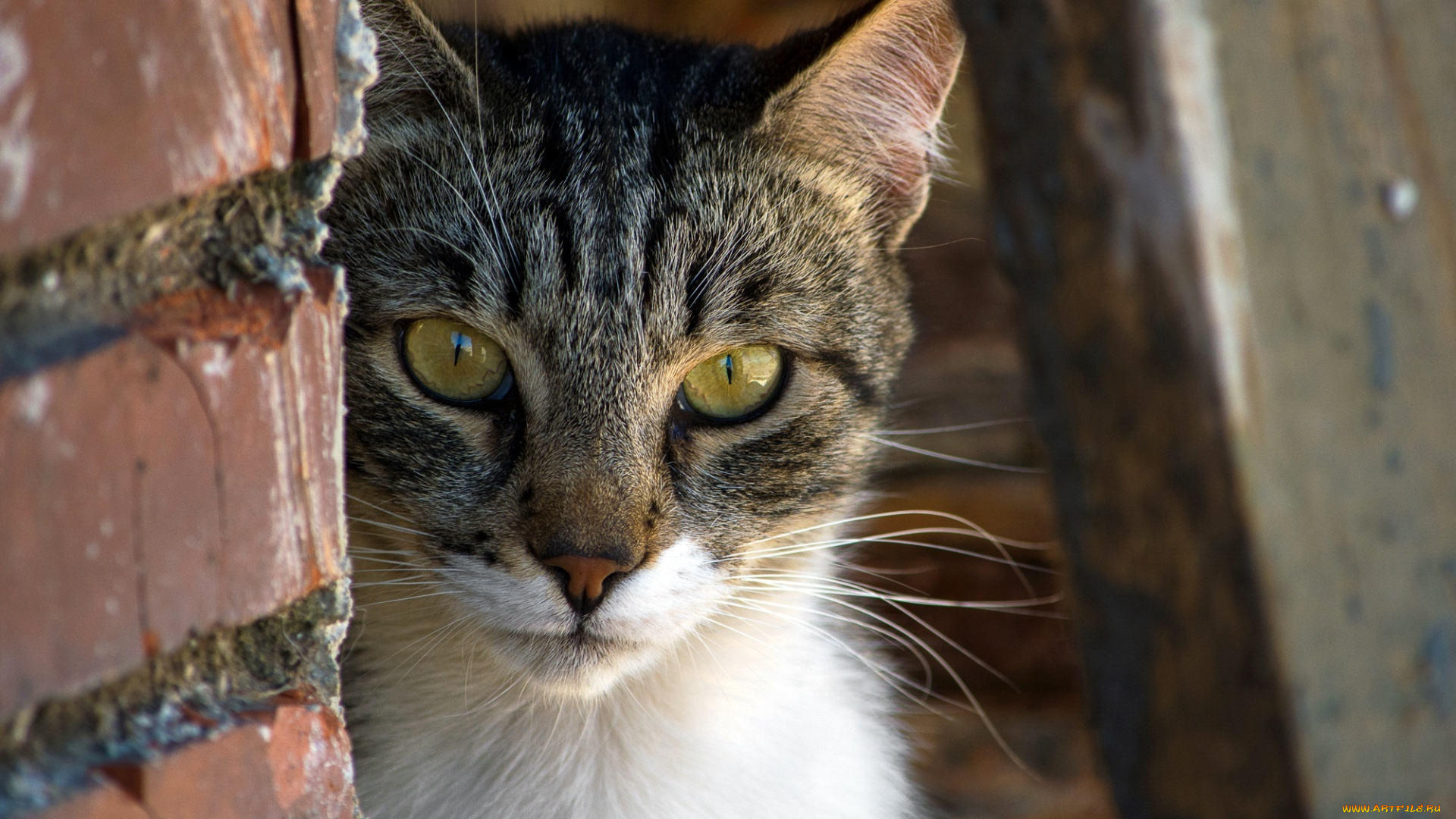 животные, коты, морда, кошка