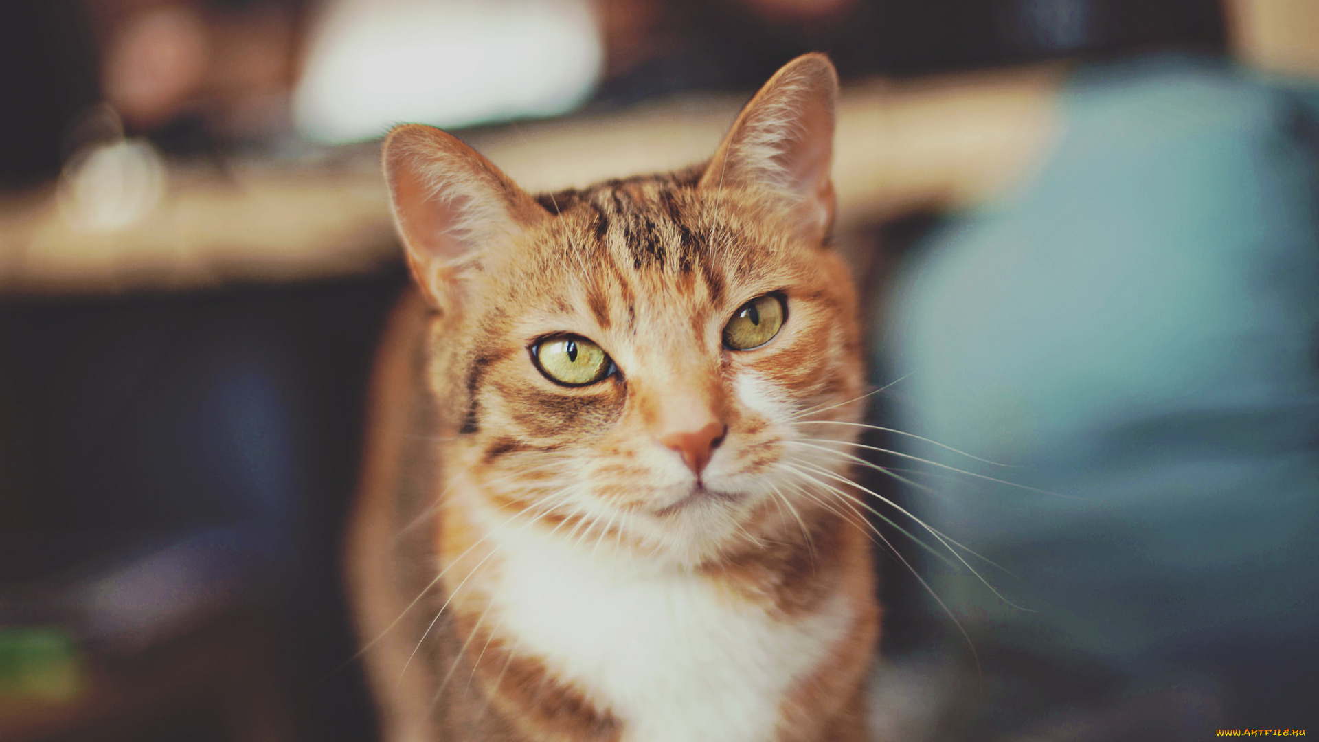 животные, коты, позирование, взгляд, серо-рыжий, кот, кошка