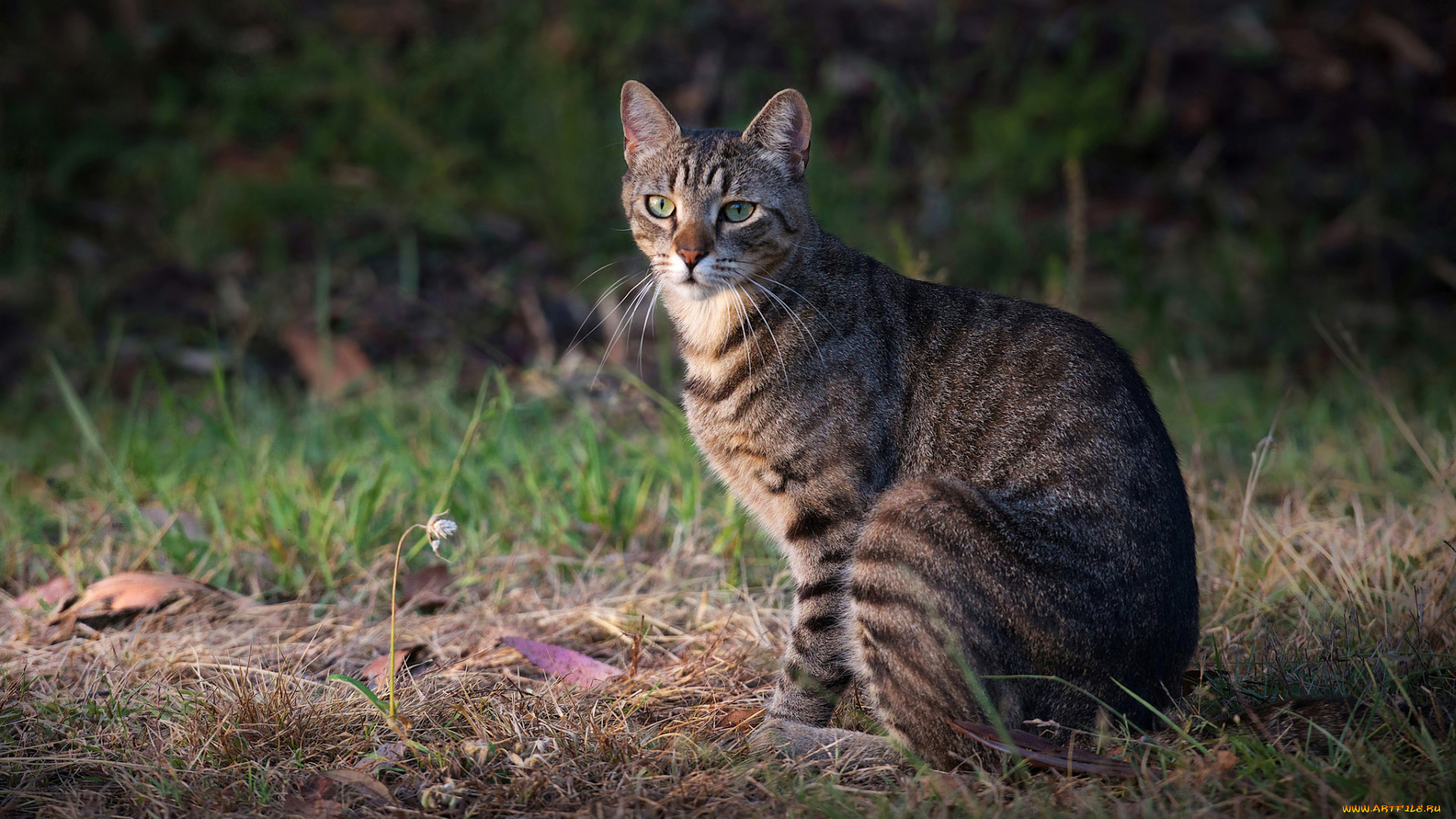 животные, коты, взгляд, кот, трава, серый