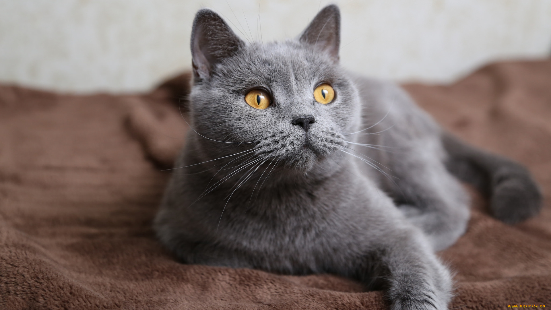 животные, коты, взгляд, серая, кошка