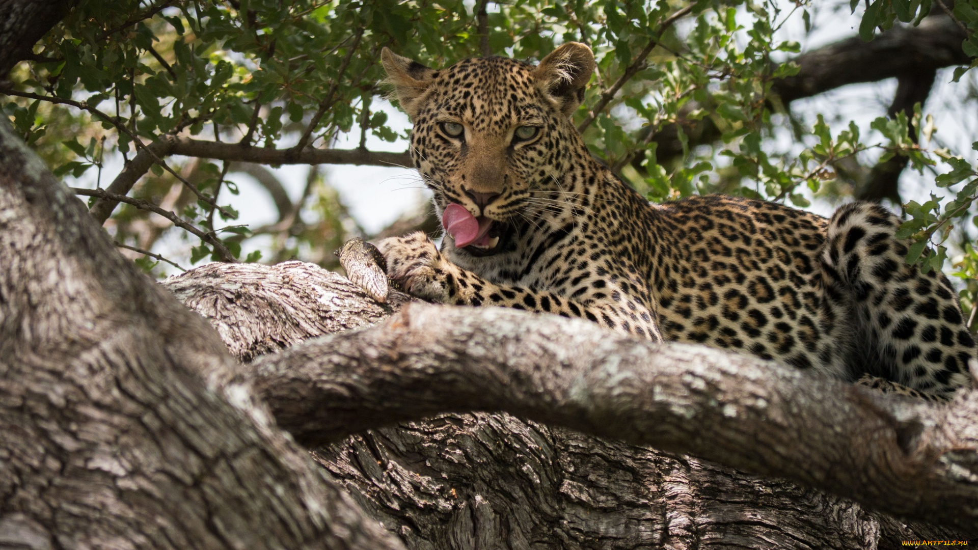 животные, леопарды, кошка, морда, язык, дерево, ветки, листва