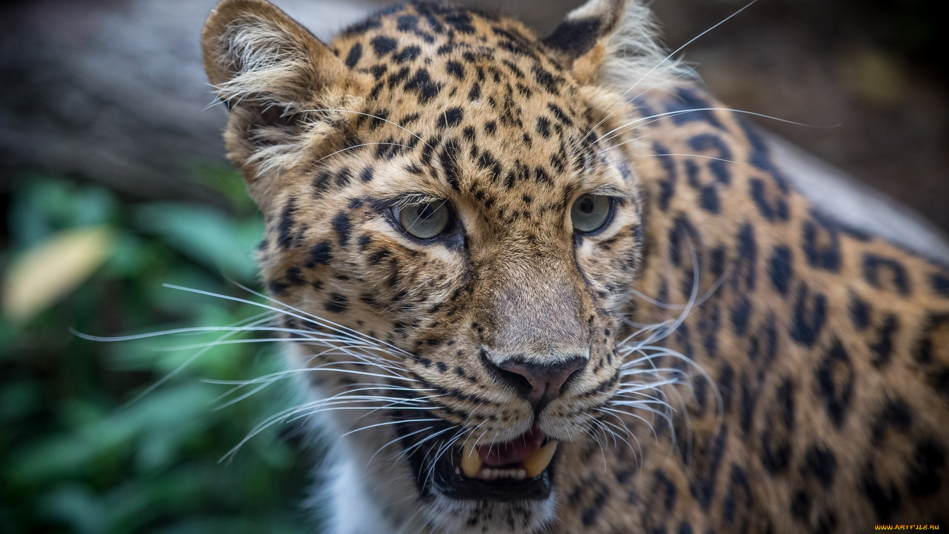 животные, леопарды, портрет, морда, кошка