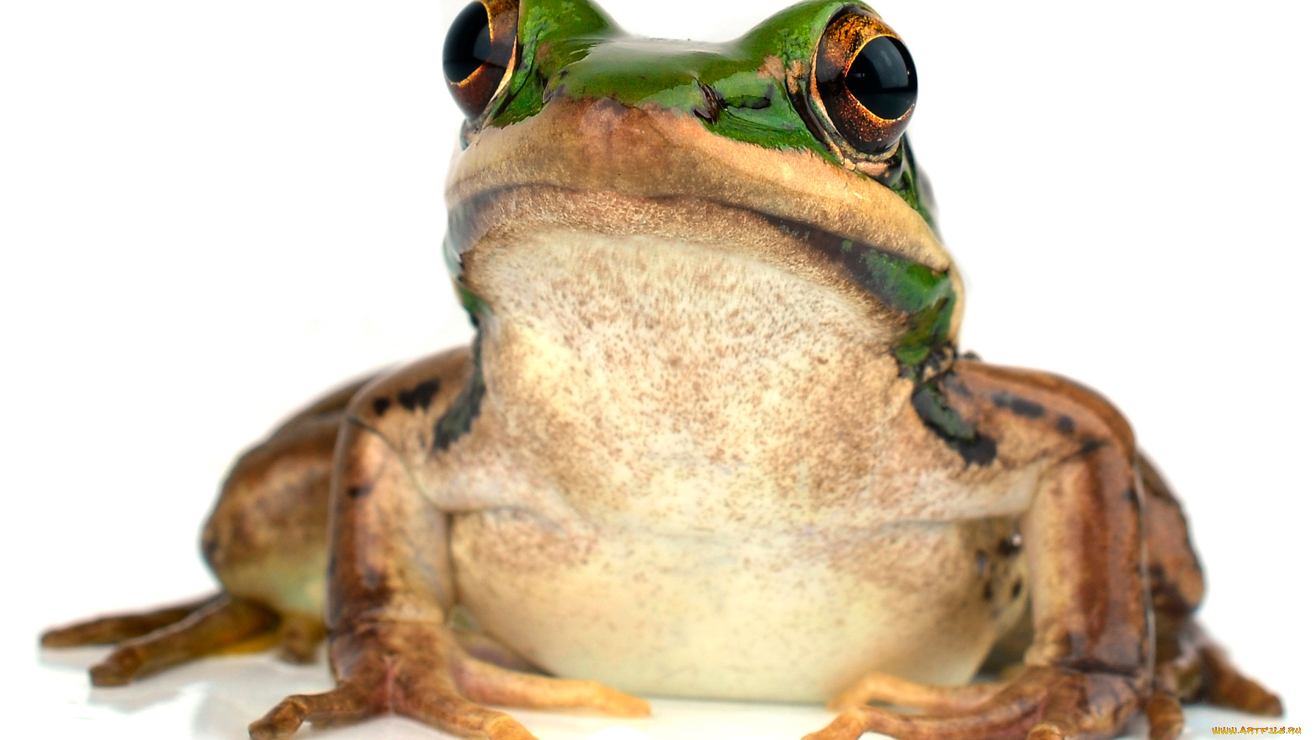 животные, лягушки, макро