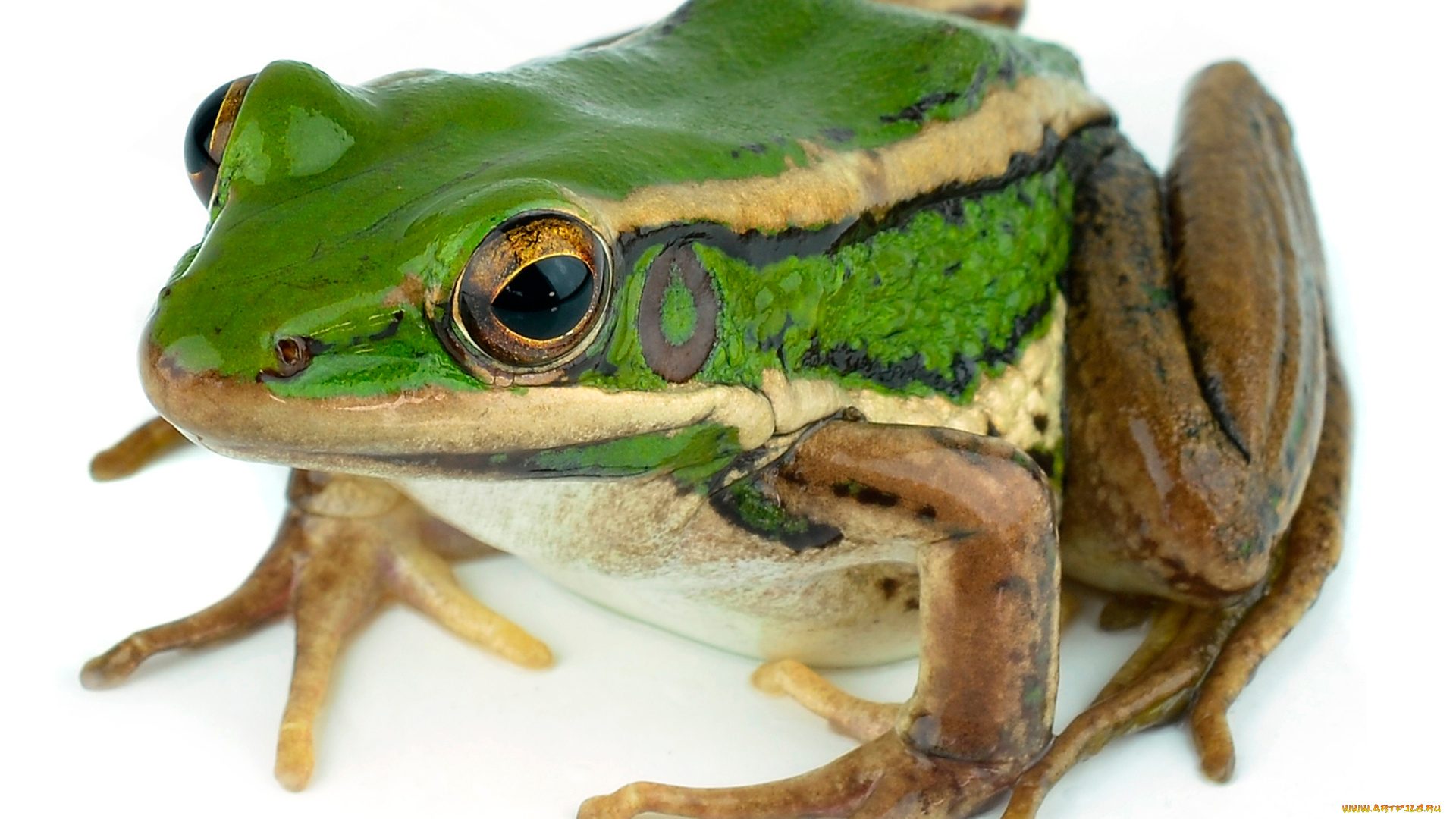 животные, лягушки, макро