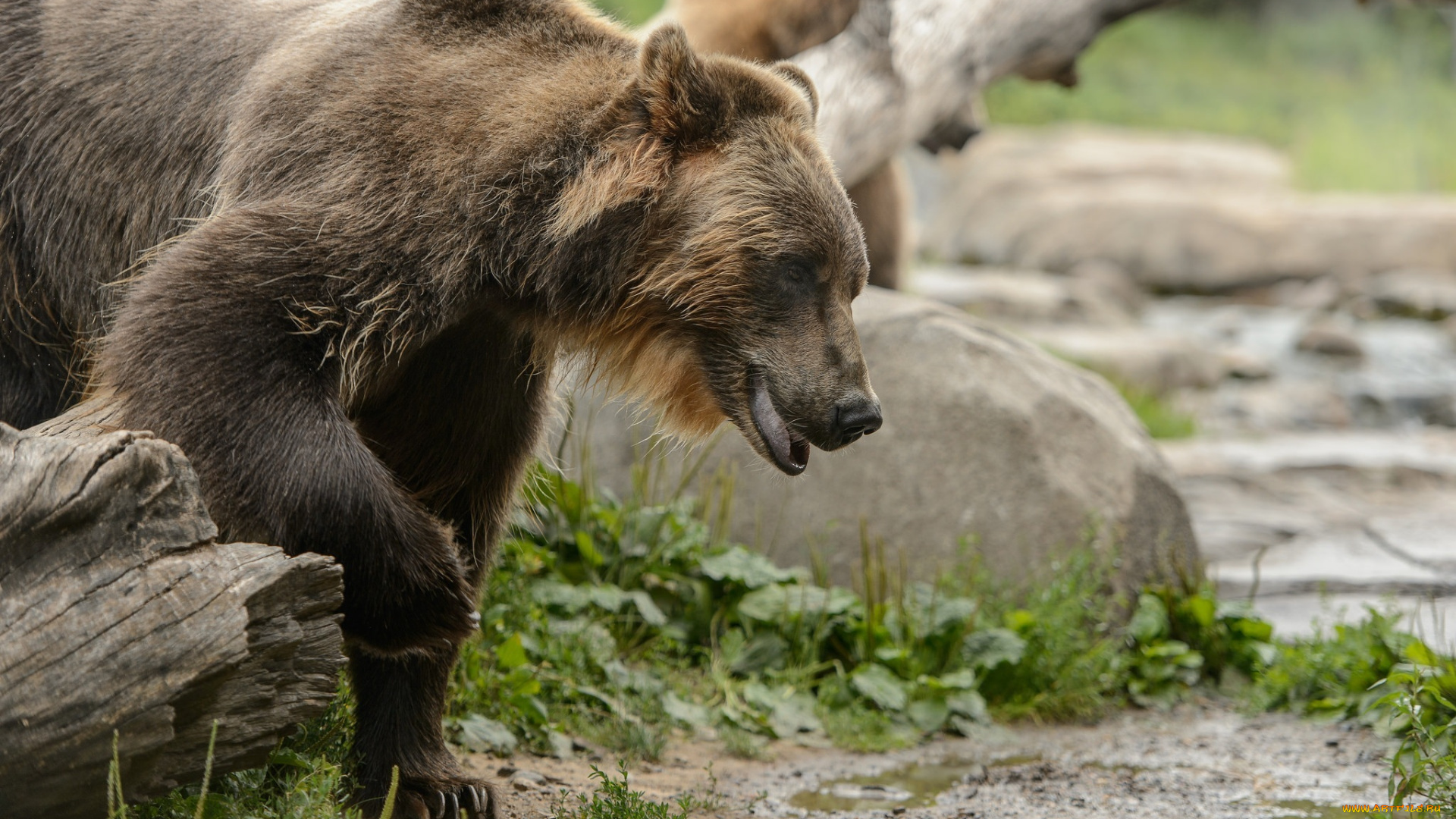 животные, медведи, морда, гризли, молодой
