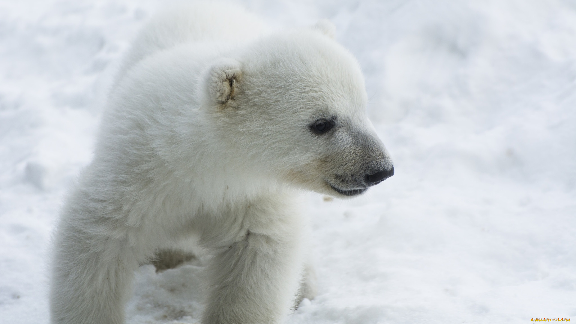 животные, медведи, зима, мордочка, белый, детеныш, малыш, медвежонок