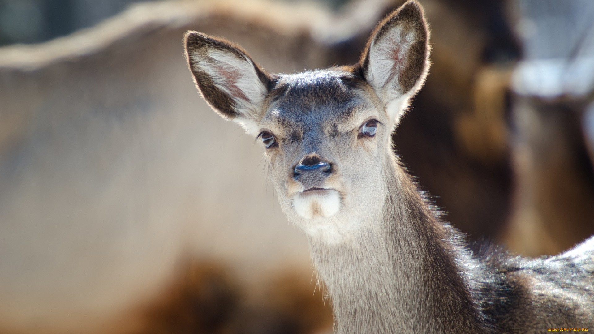 животные, олени, ушки, мордочка, фон, взгляд, лань