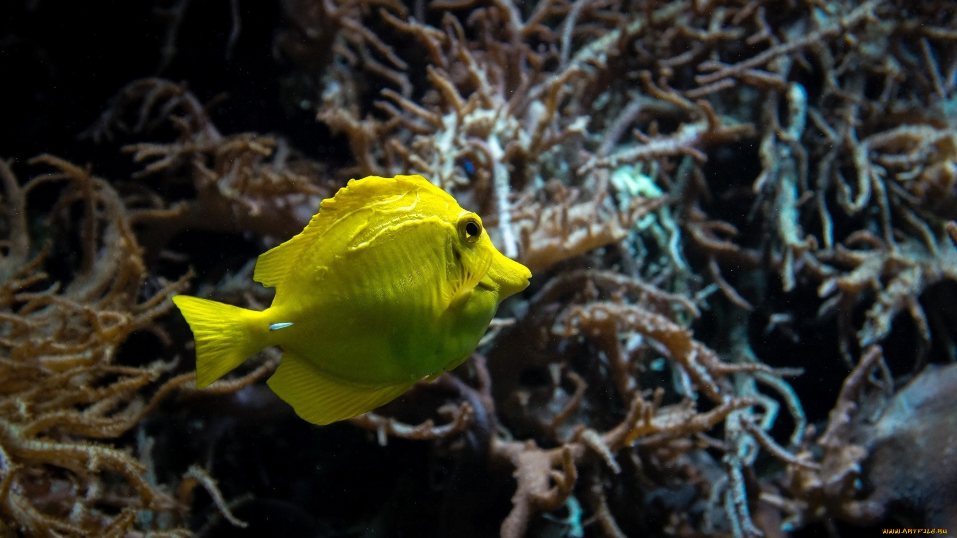 животные, рыбы, аквариум, рыбка, макро, желтый