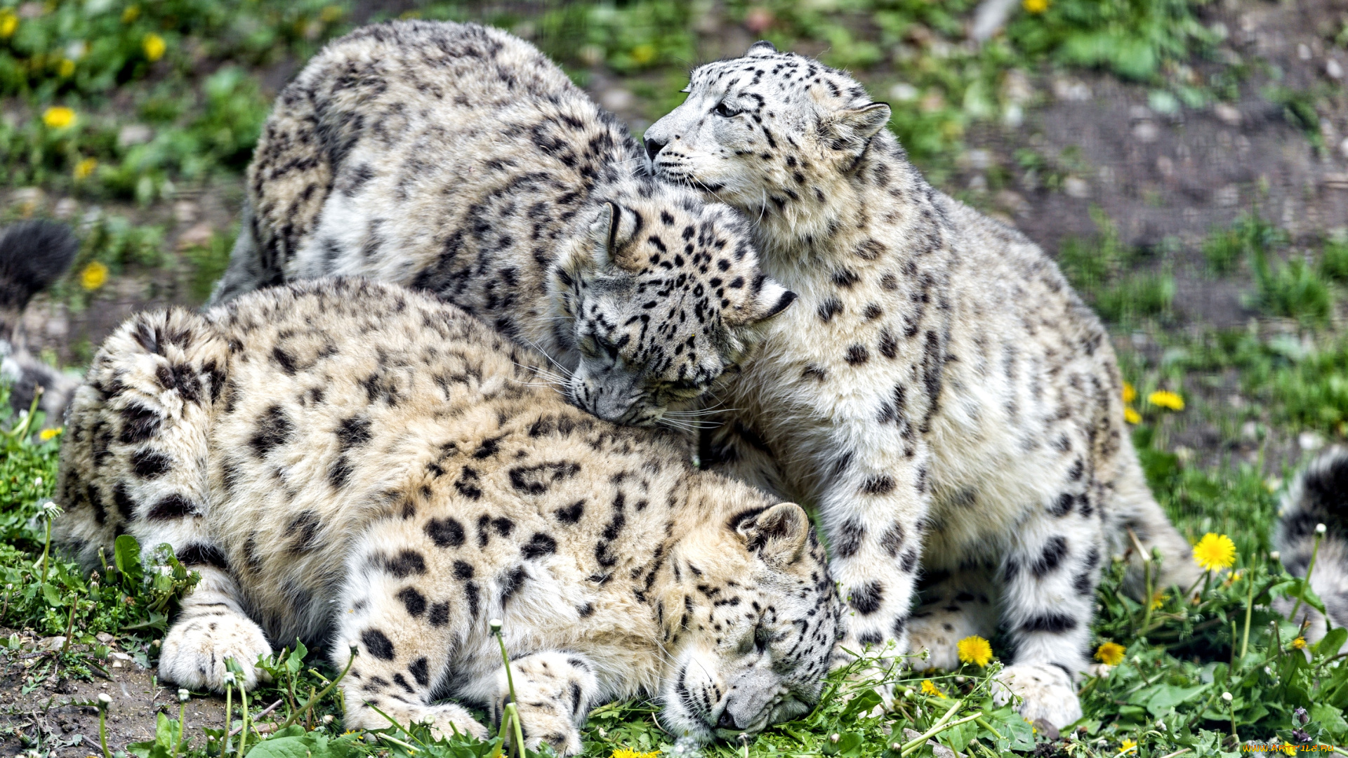 животные, снежный, барс, , ирбис, игра, троица