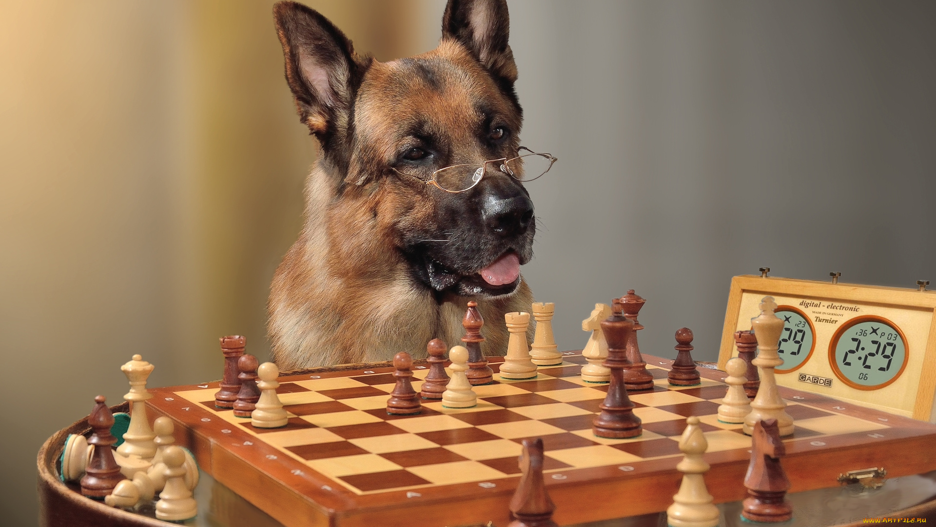 животные, собаки, овчарка, шахматы