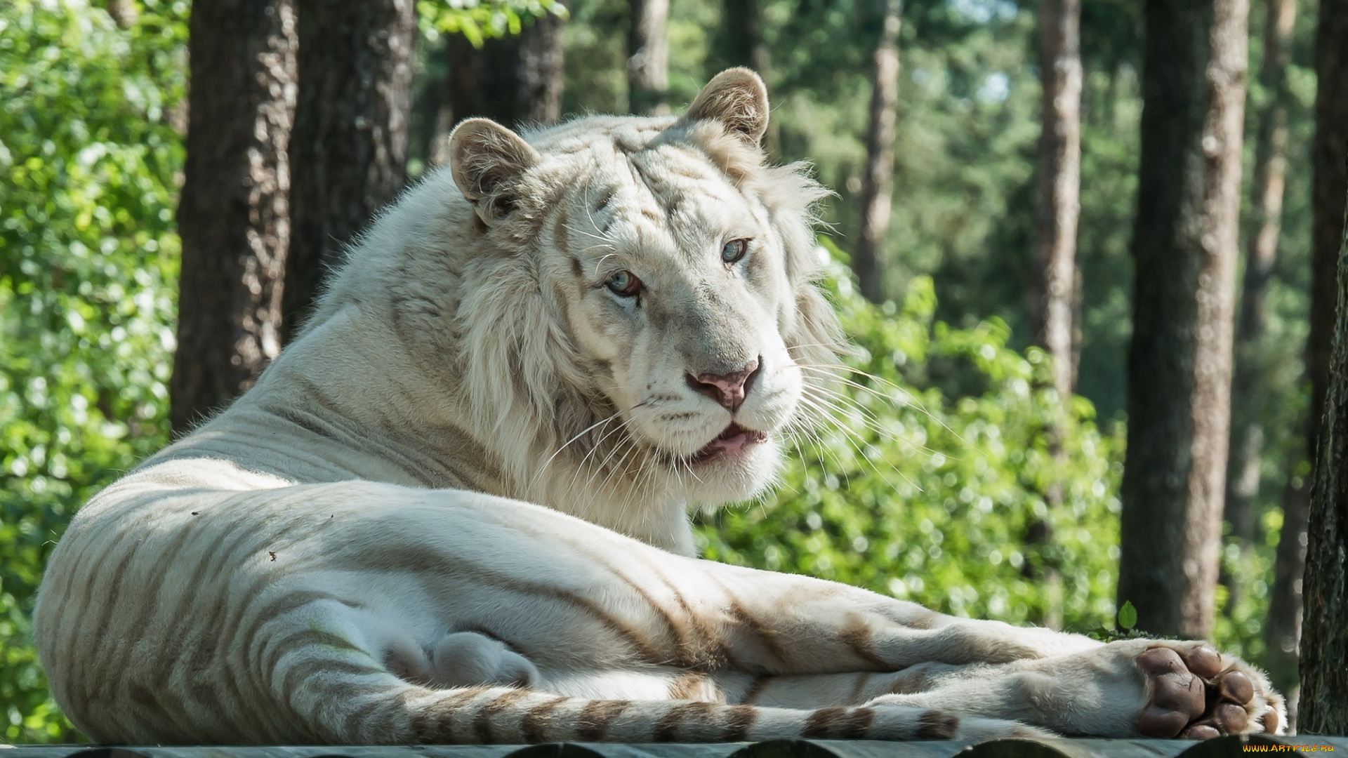 животные, тигры, отдых, лежит, морда, хищник