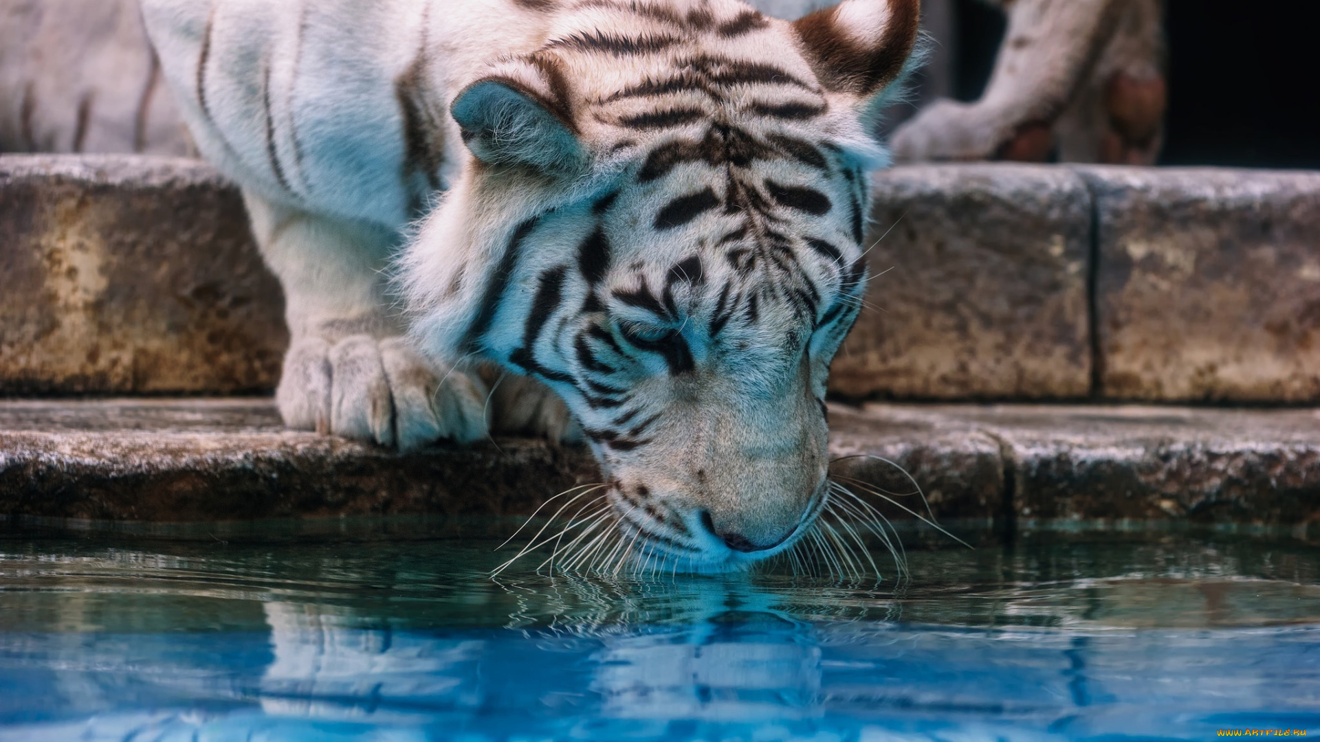животные, тигры, водопой, зоопарк, вода, морда, кошка, белый