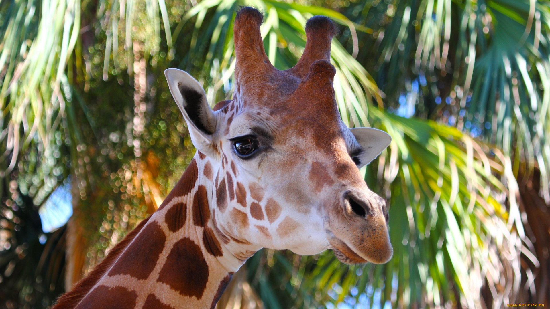 животные, жирафы, морда