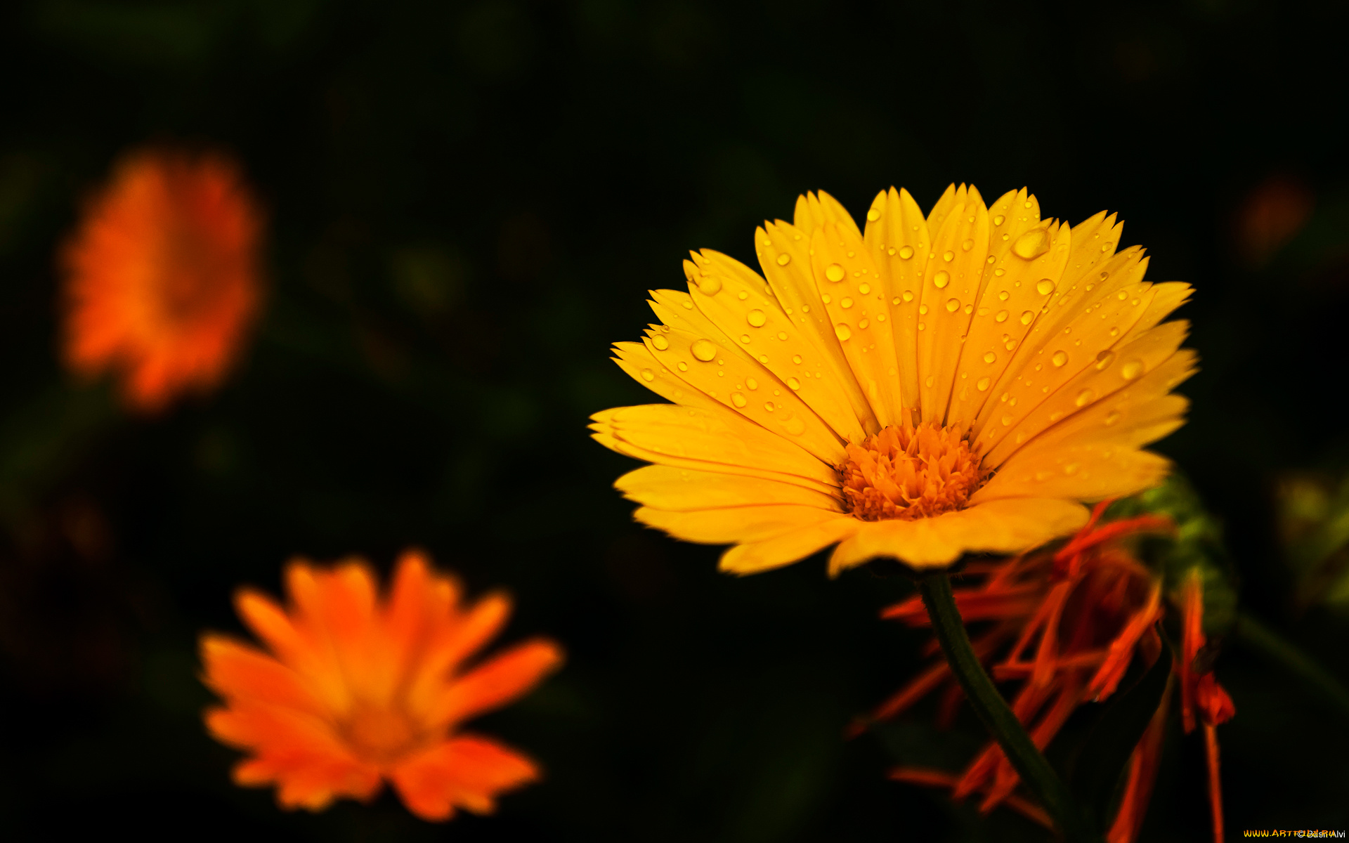 цветы, календула, капли