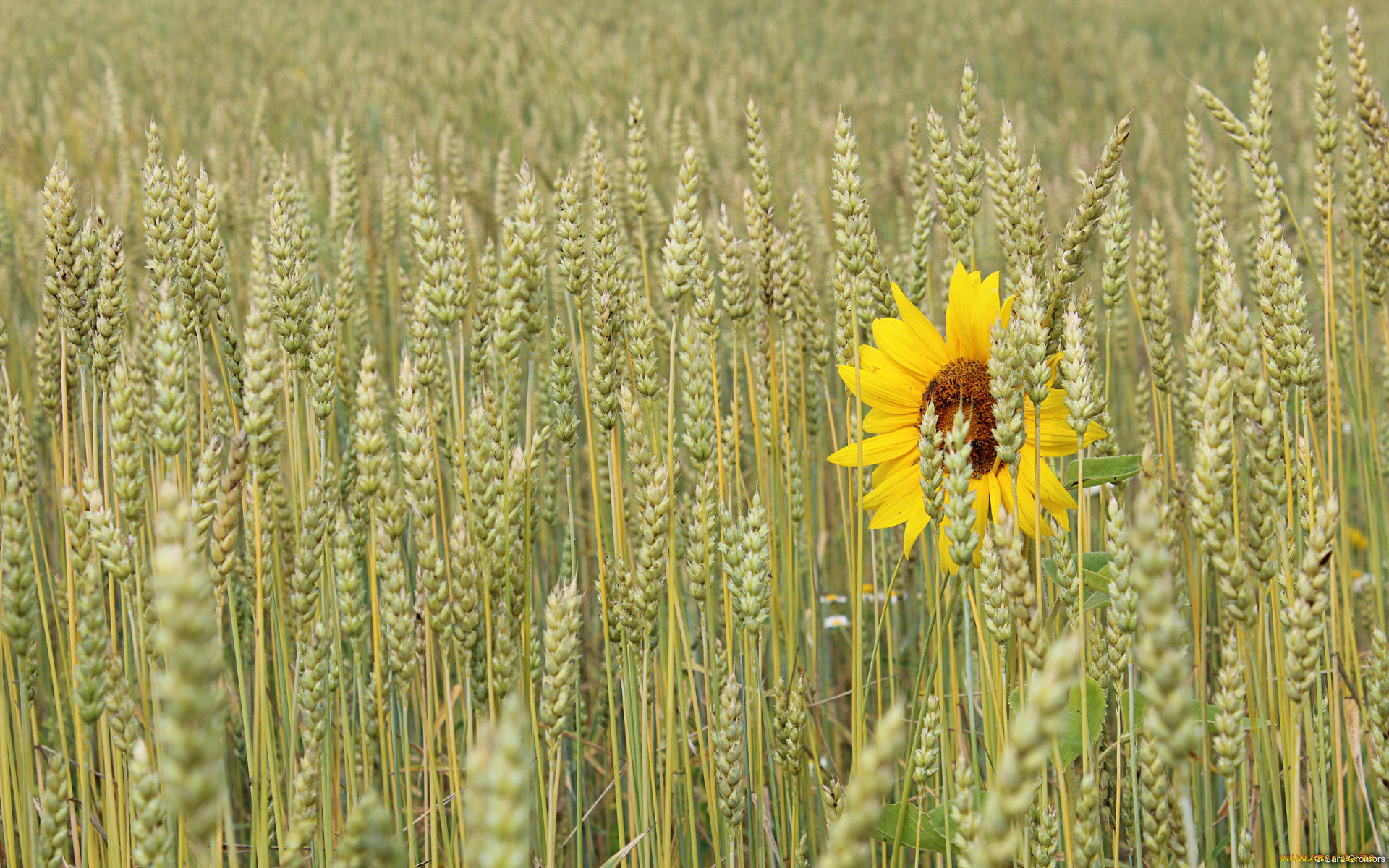 цветы, подсолнухи, колосья