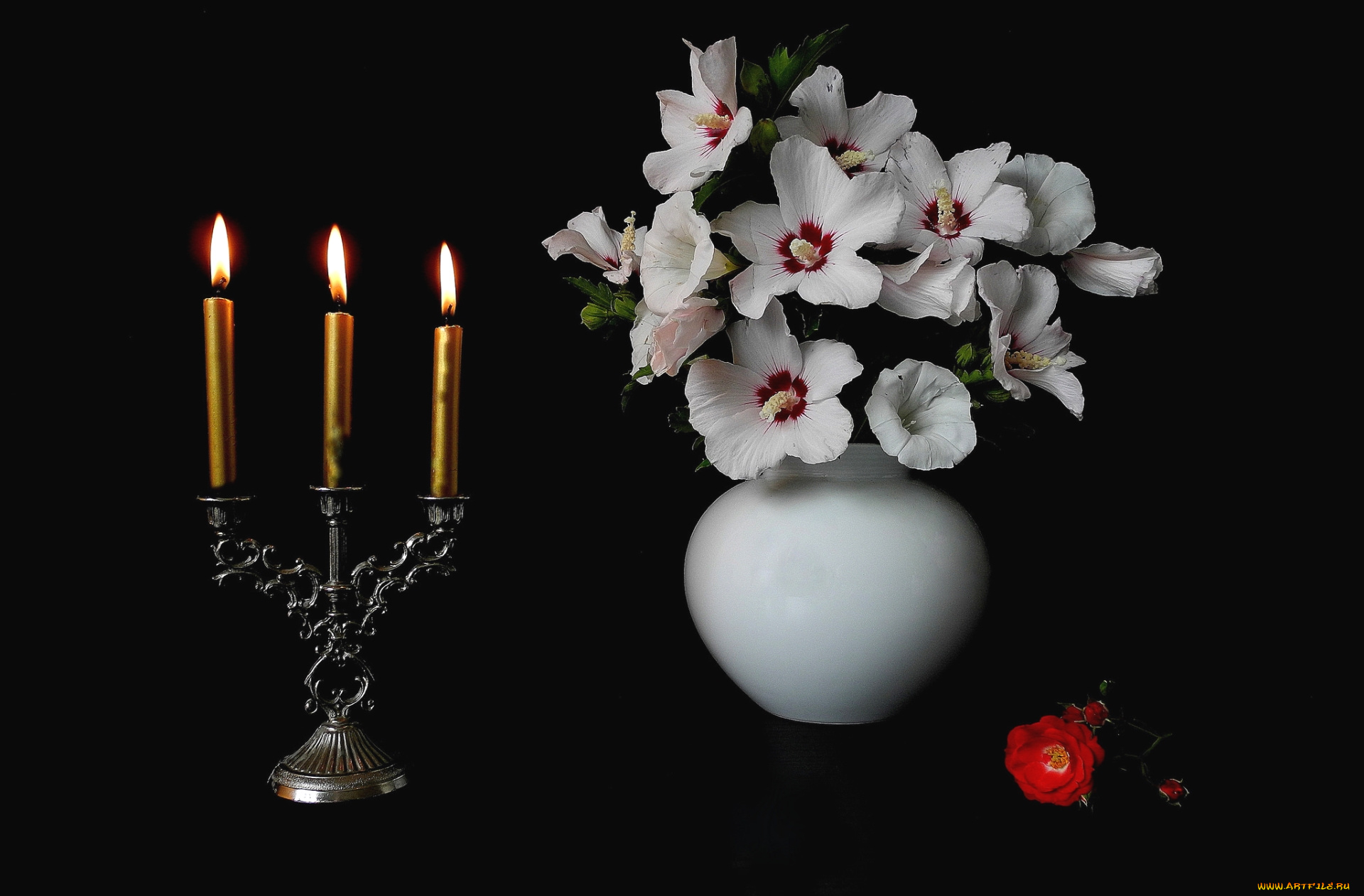 цветы, разные, вместе, свечи, вьюнок, гибискус, роза