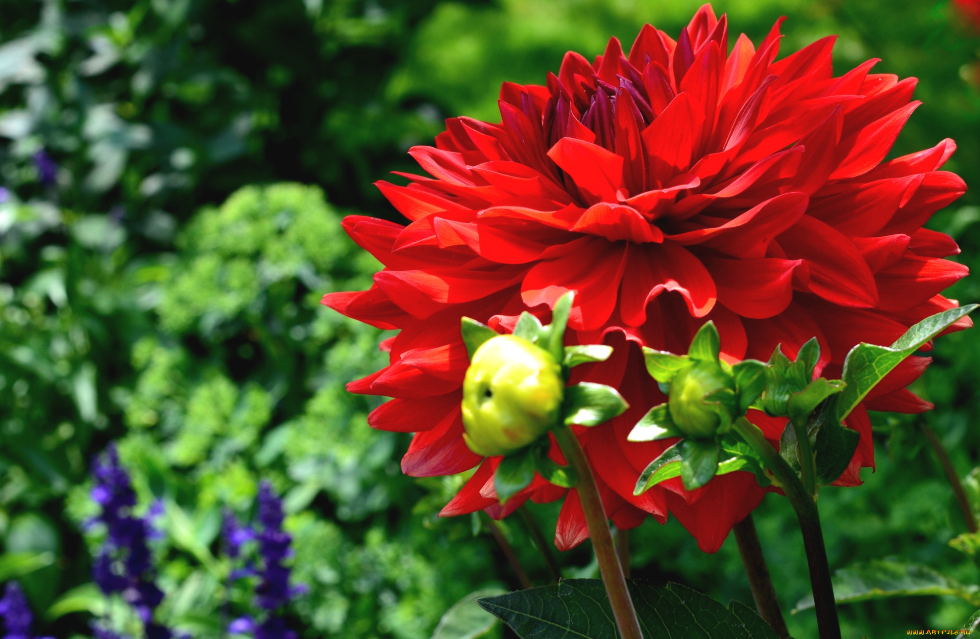 цветы, георгины, красный