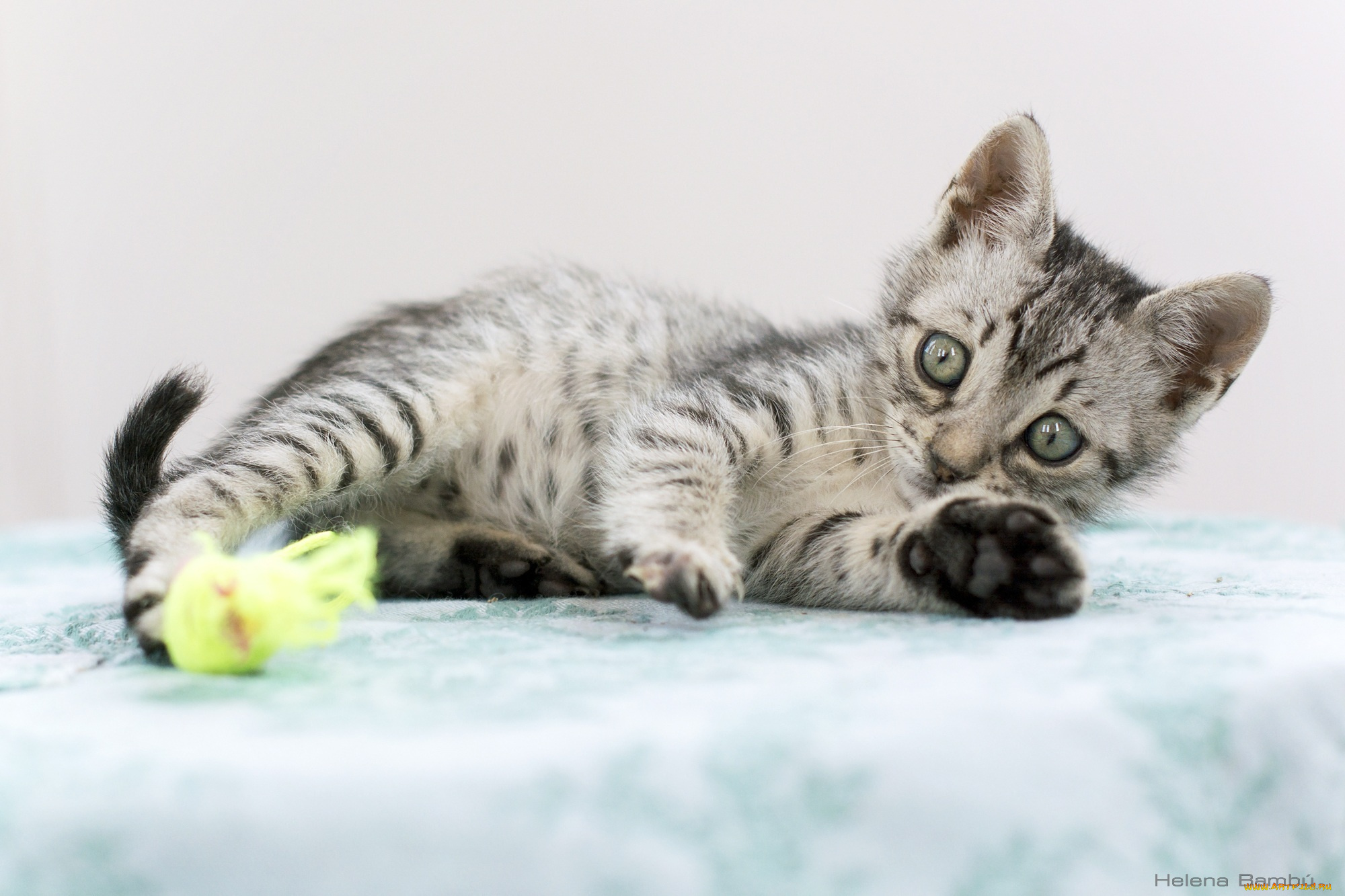 животные, коты, котенок, игра, лапки, малыш