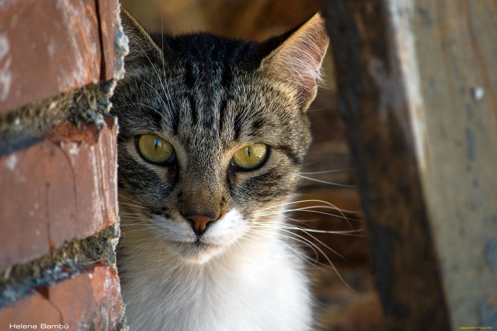 животные, коты, морда, кошка