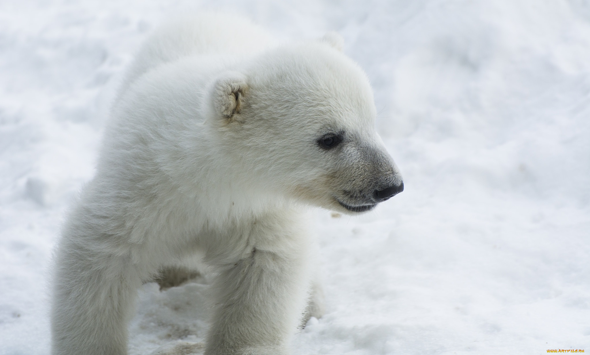 животные, медведи, зима, мордочка, белый, детеныш, малыш, медвежонок