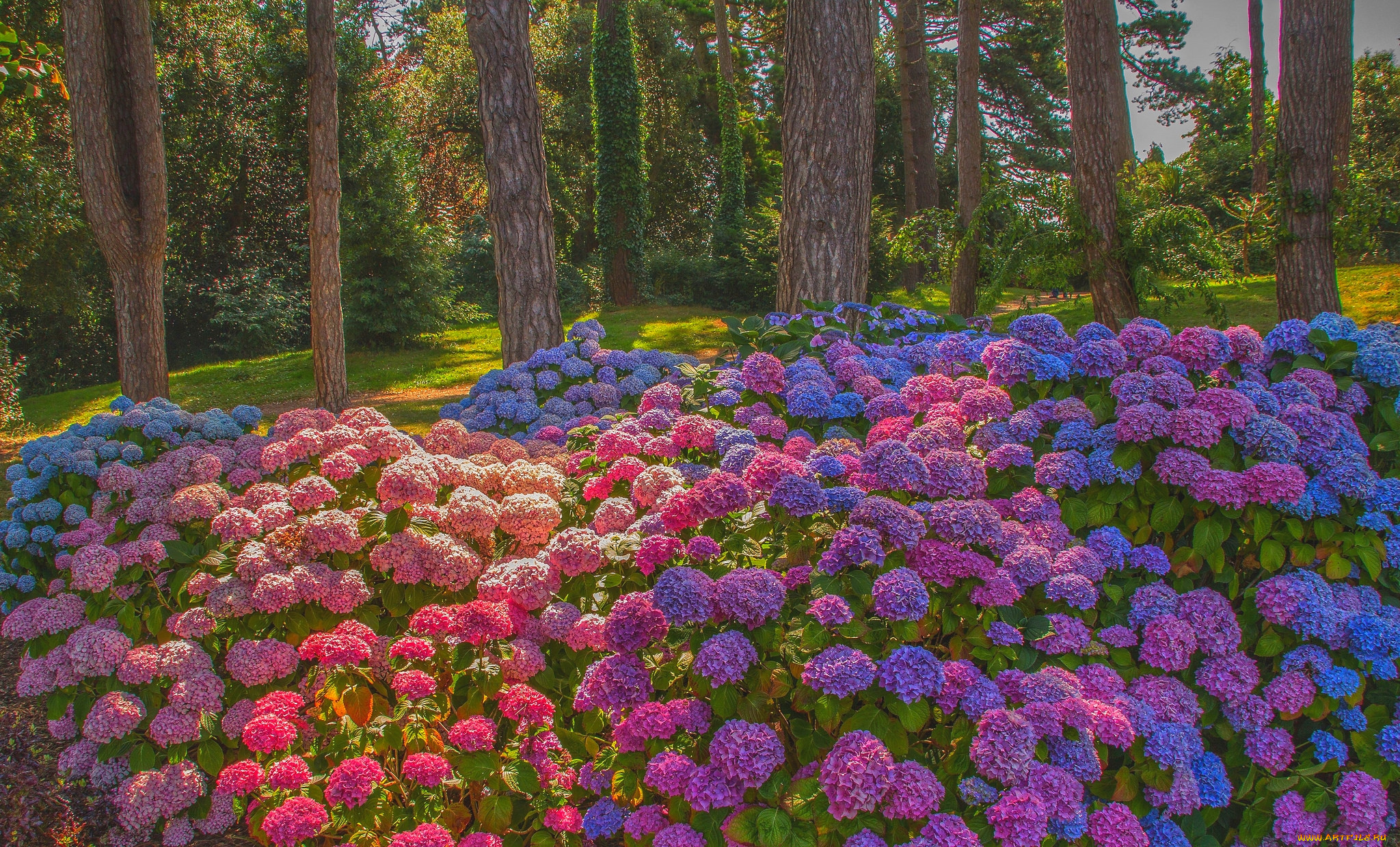 цветы, гортензия, кусты
