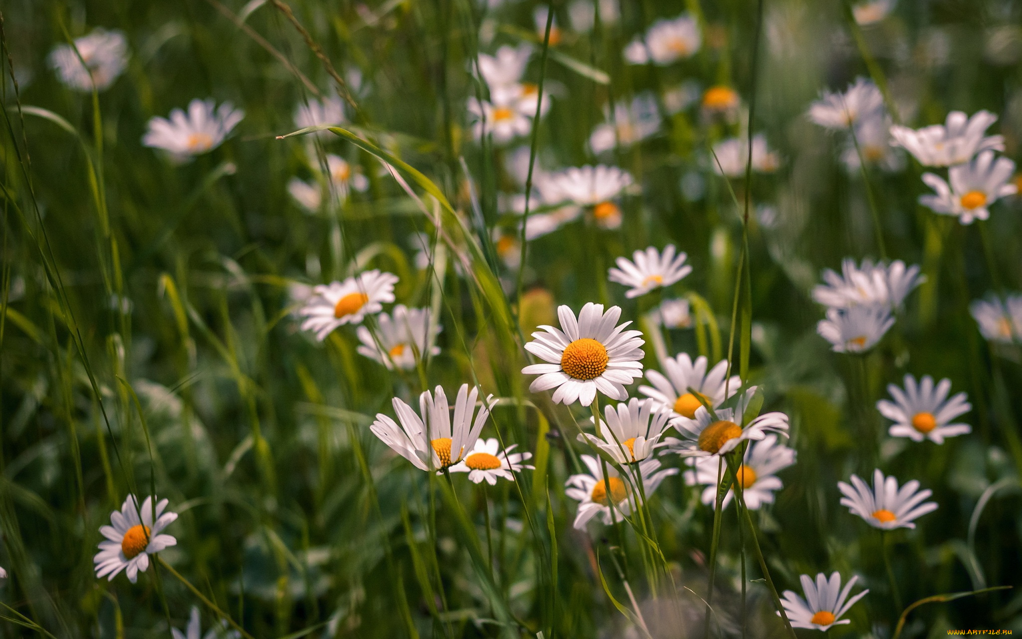 цветы, ромашки
