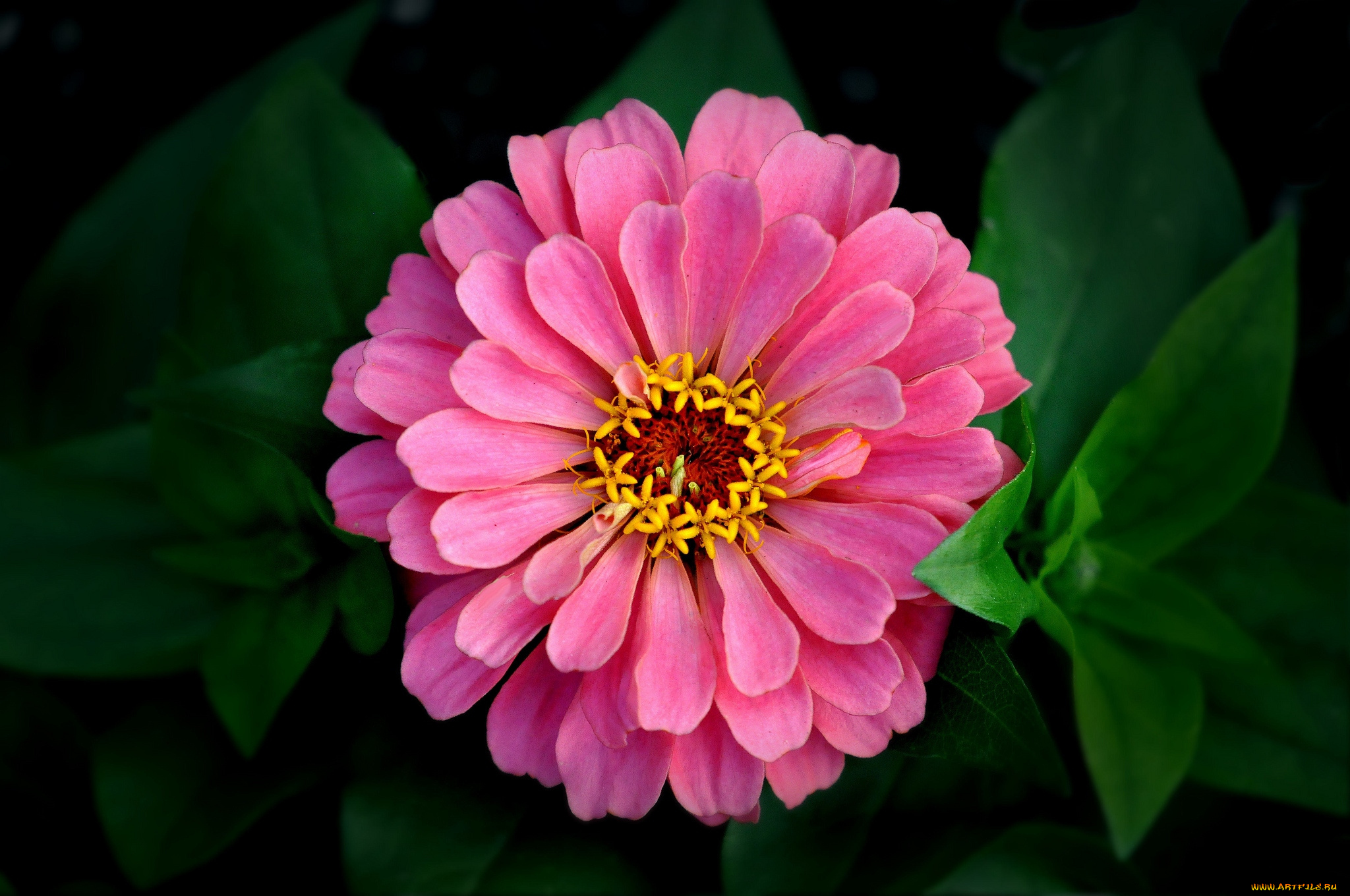 цветы, цинния, макро